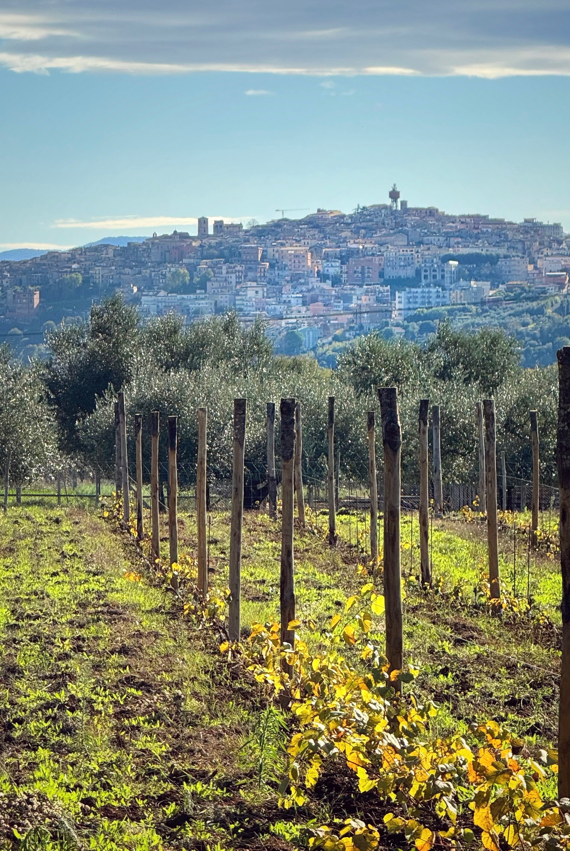 View of vineyards leading to the hill town of Priverno in Lazio, Italy.