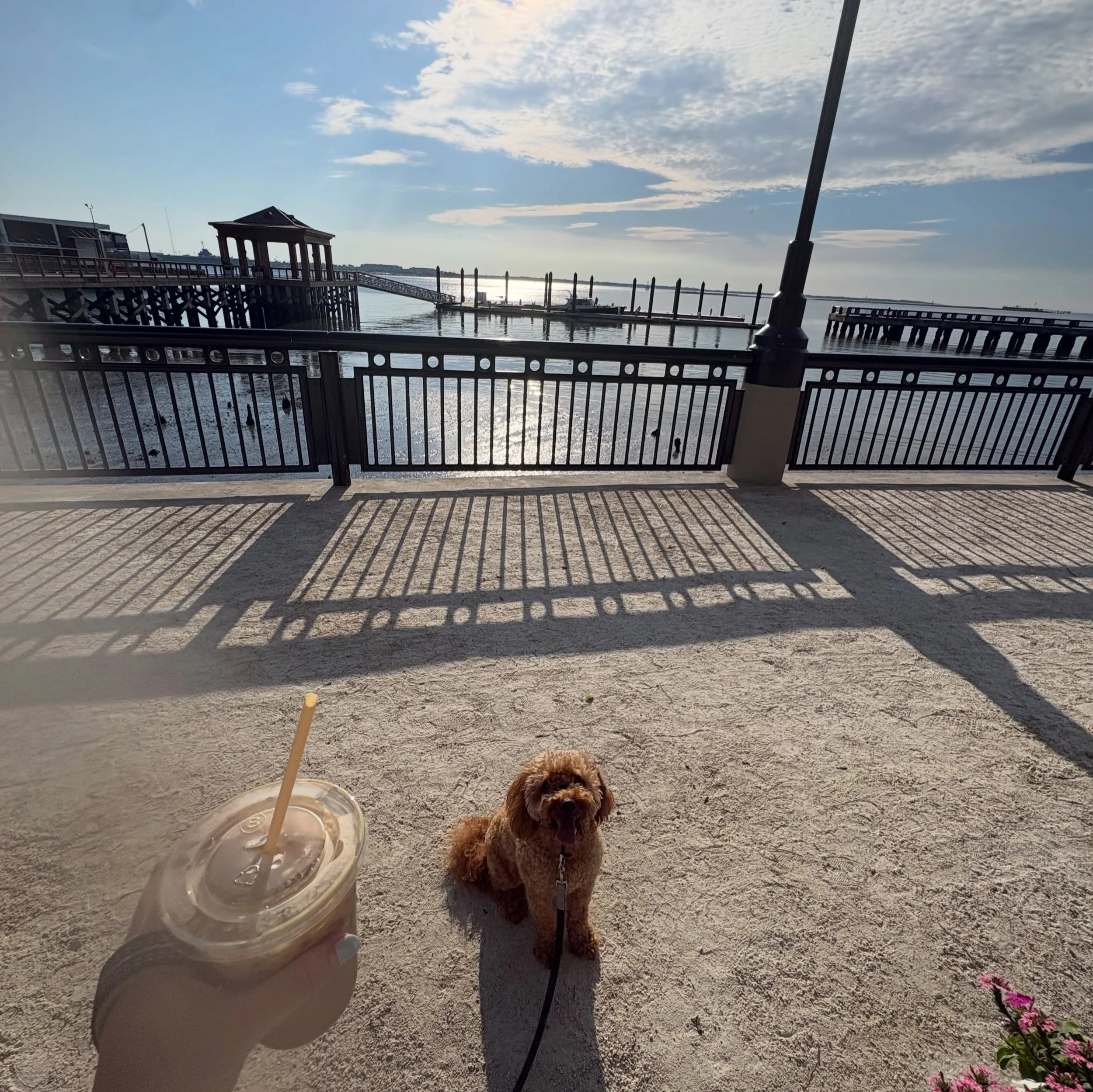Forty + I had ourselves a mornin🤩🕺

Grateful to have a sweet boy like Forty to play &ldquo;city dog&rdquo; alongside me as I try new coffee spots + get some steps in! He even drank from his @springlandpets water bottle this time 🥹🐶☕️🌞 🌊☺️

Shou