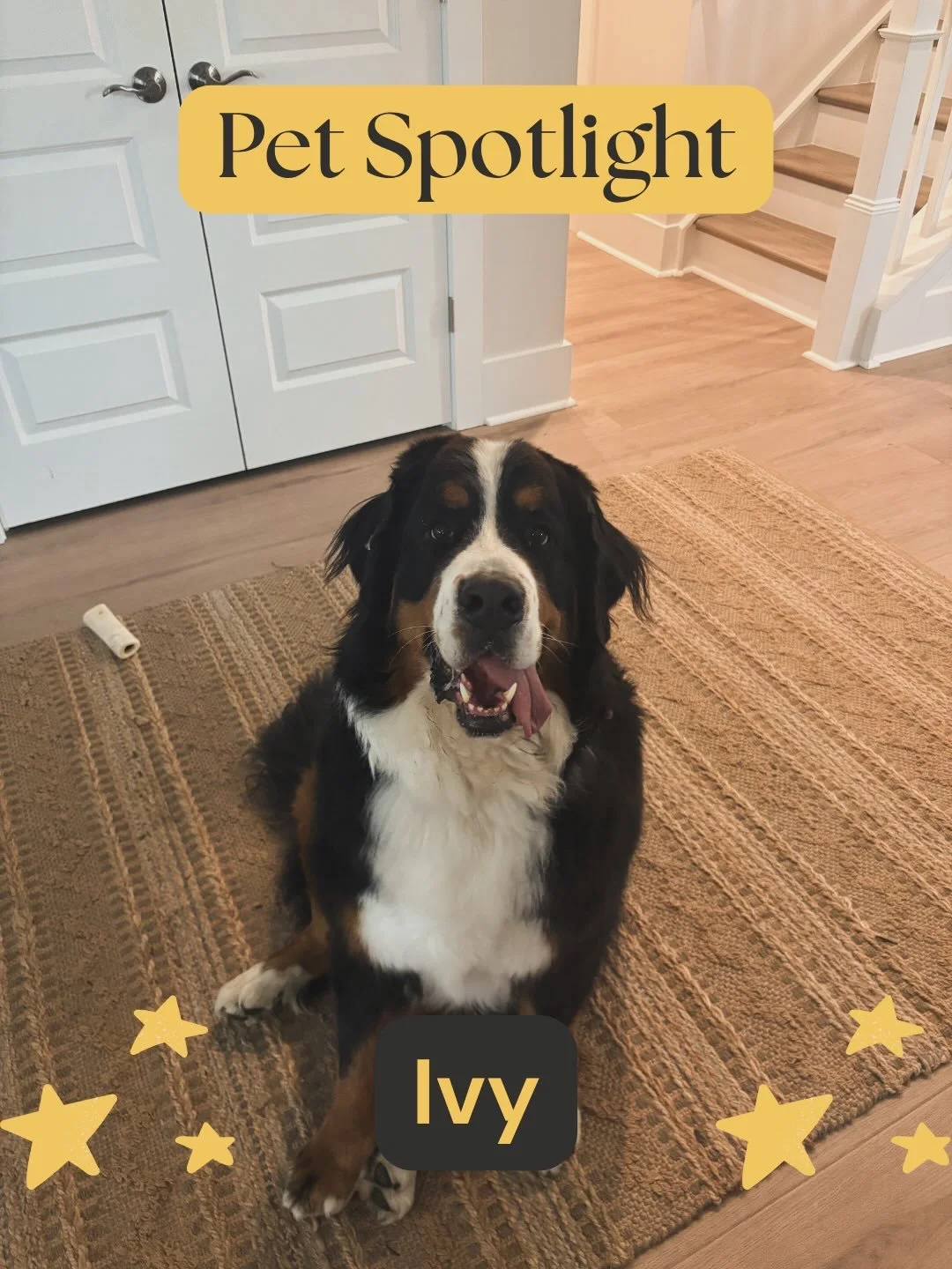 The next ✨PET SPOTLIGHT✨is&hellip;

Ivy🤩

Eeeep!! I absolutely ADORE Miss Ivy girl🥹 She is just such a bundle of joy &amp; so expressive! Whether it&rsquo;s her barking or bounding with excitement, or the cutest paw crossing you&rsquo;ve ever seen,