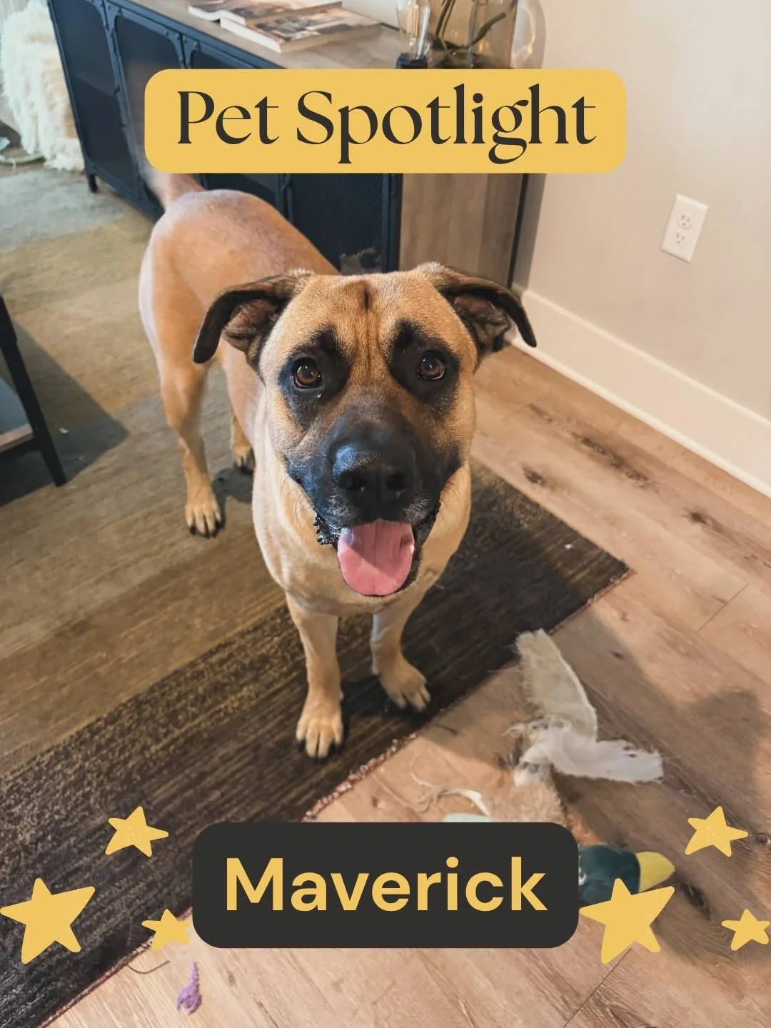 The next 
✨PET SPOTLIGHT✨ 
+ 
💬 OWNER REVIEW 💬
&hellip;

Maverick😍

Mave is one of my OG clients! I first started taking him on walks over this past 2025 holiday season. Ever since, we have been the best of pals☺️ He is literally the definition of