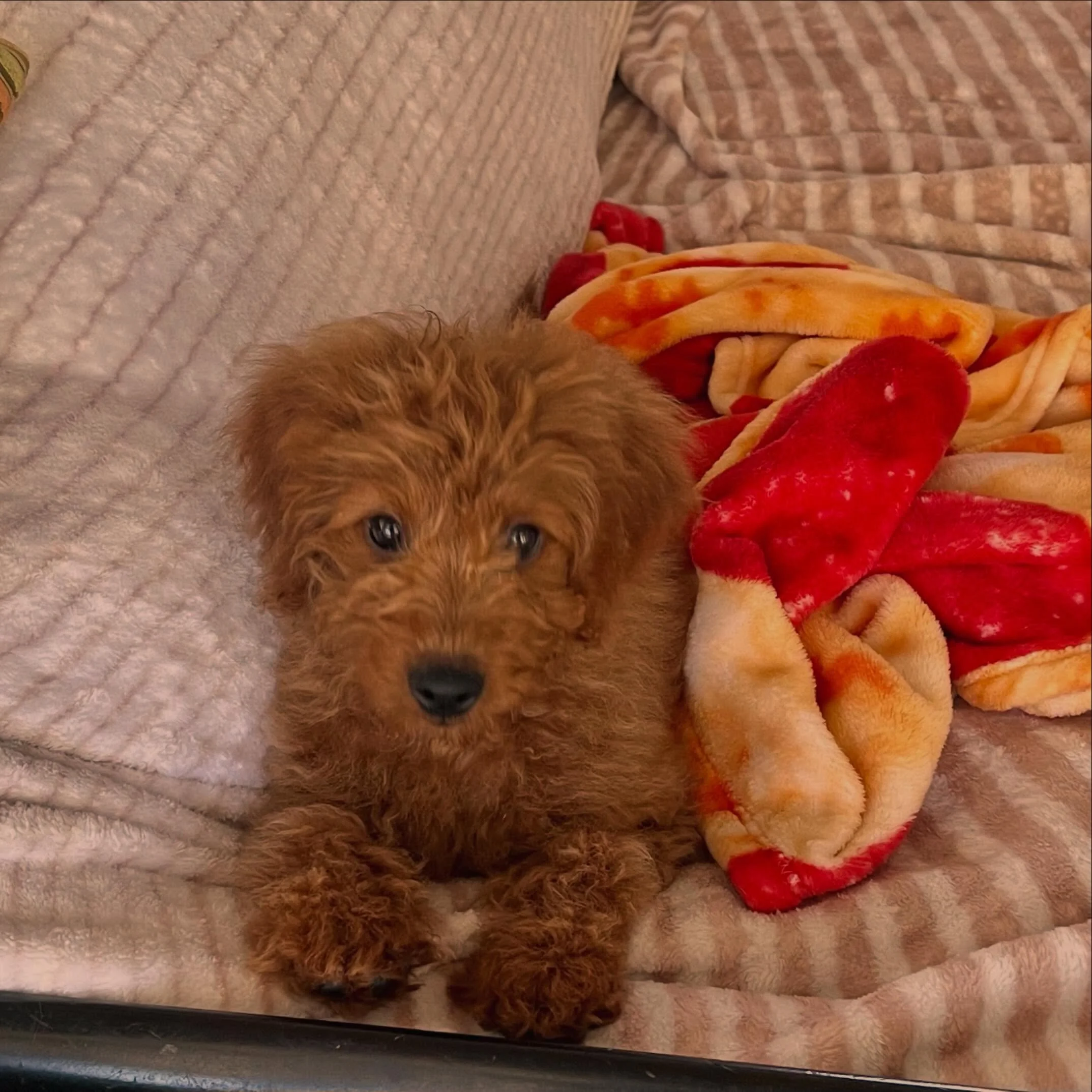 Of course the first ✨PET SPOTLIGHT✨ is&hellip;

Forty🥹 

From the time he was just a baby puppy, @cadenalbert68 + I were hooked. We could not have asked for a better first dog together! He hasn&rsquo;t met another human, nor dog, that he isn&rsquo;t