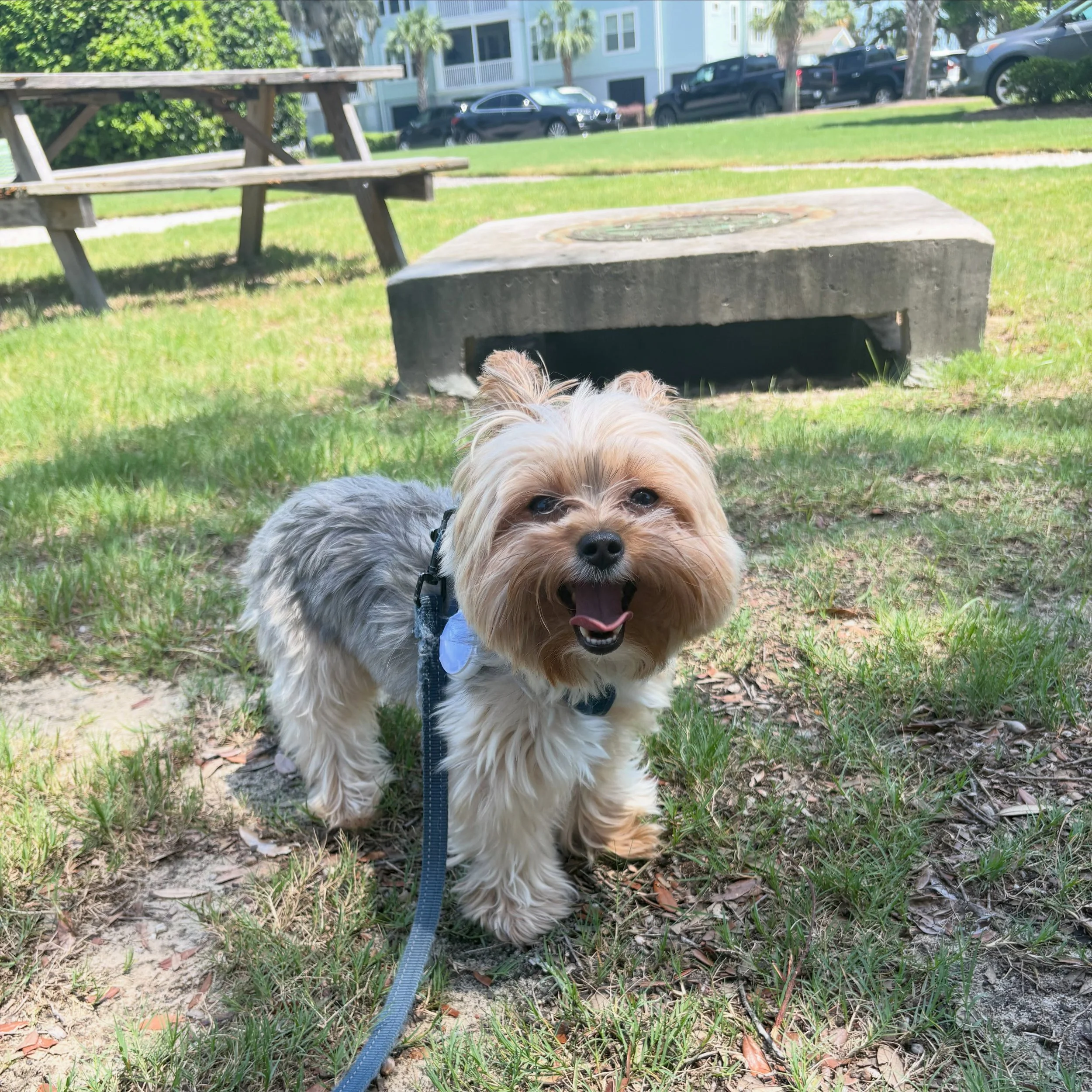 HAPPY NATIONAL DOG DAY🐶🐾🦴🦮

In celebration, here are some spotlights of just a few out of favorite furry LPS fwends🥹

Leo🥰

Peanut🤩

Goose🤭

Forty🥹 (our most needy client) 

Tucker🤓

Abbey😊

Teddy, Betty, &amp; Odis🫡

Winston🤠

Finn🤪

H