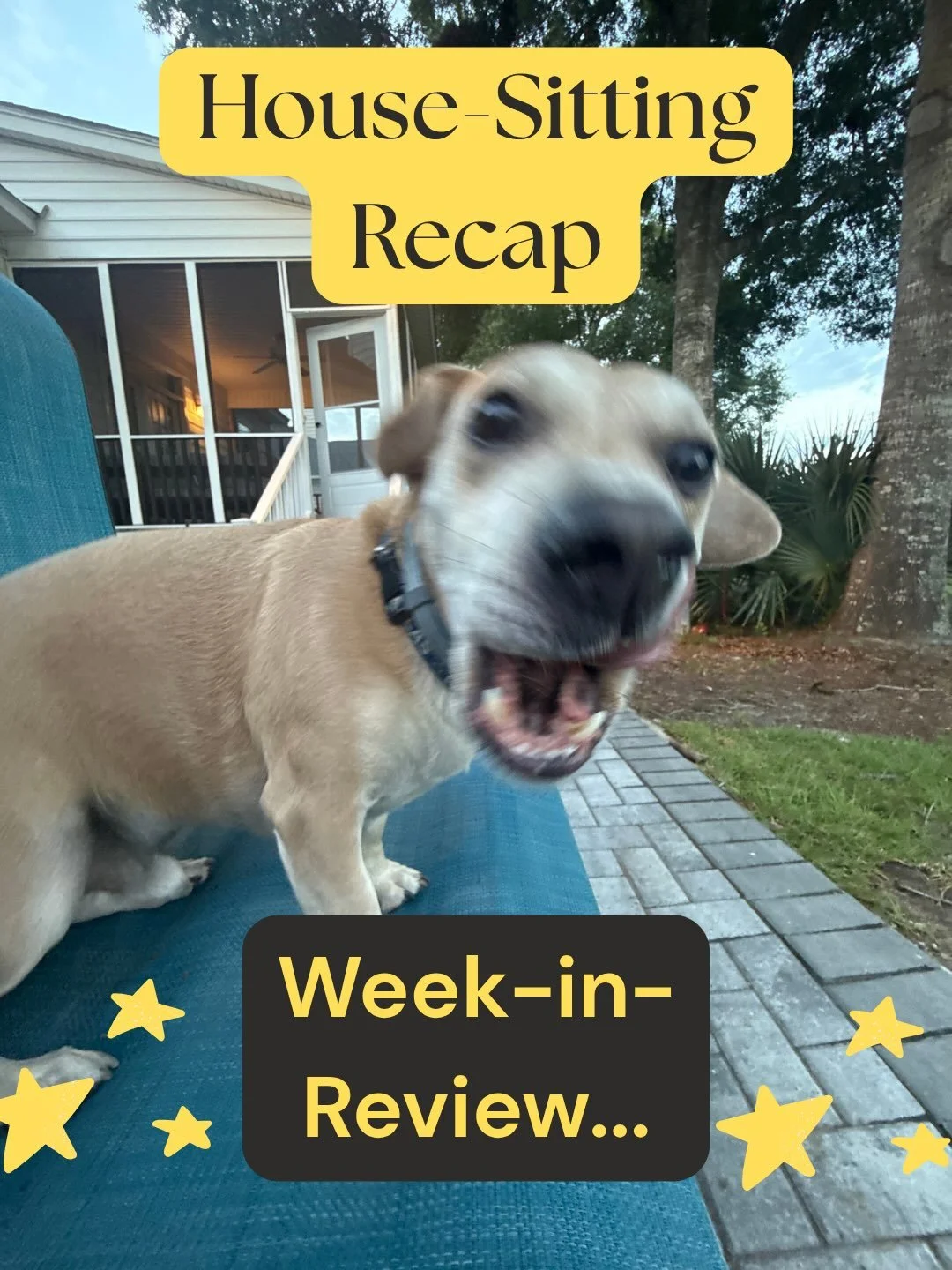 ✨House-Sitting Recap✨

Sep 7-13 was a busy week for LPS! 🐶🐈🦜

Households Serviced : 4
Total Pets : 12
LPS Team Members who made it possible!!! : 4

House-Sitting #1 : 

HOLLY🥹

Shoutout to @jordannwaterss who did an awesome job looking after Miss