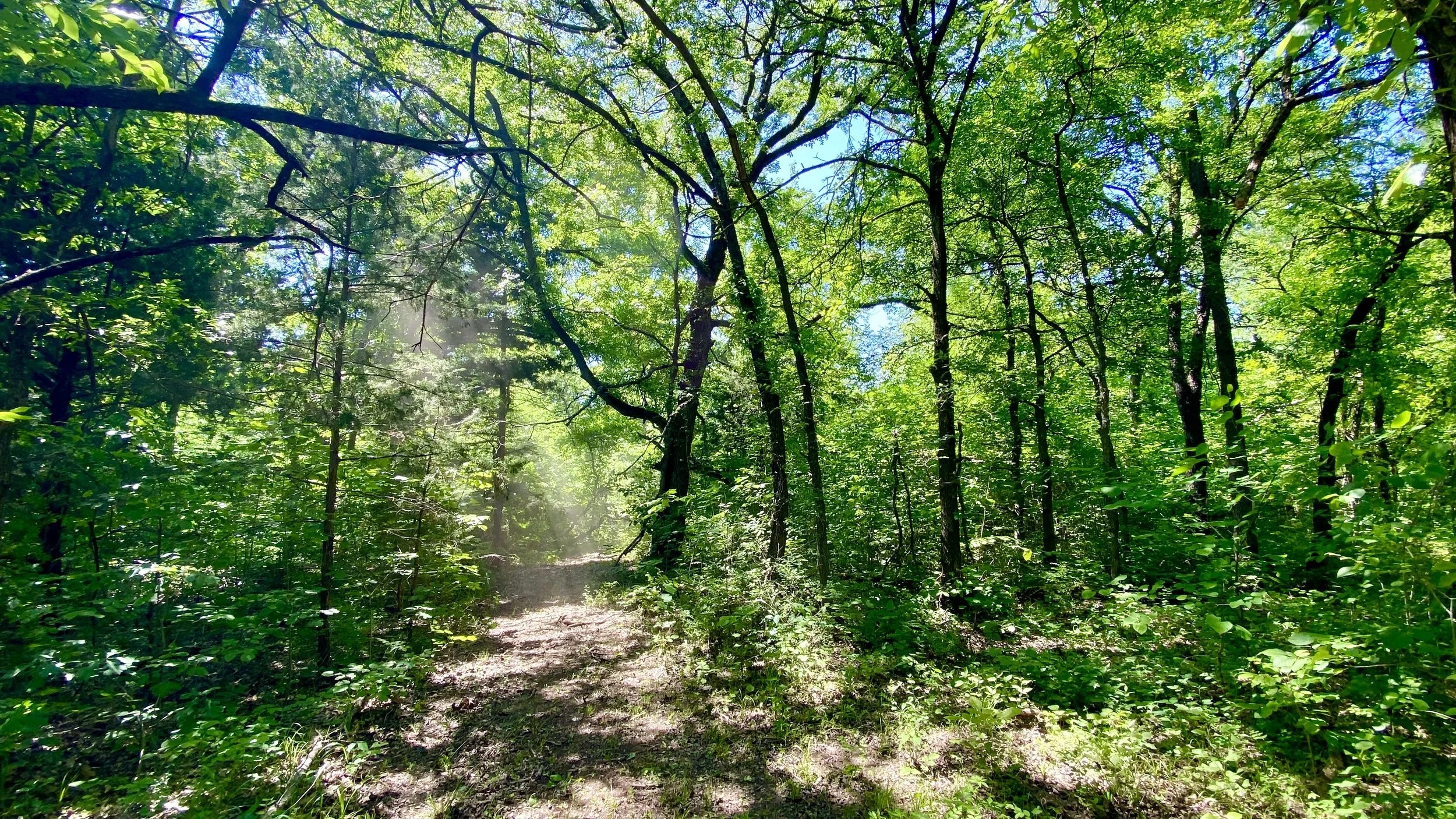 Wooded property in Sherman, TX before land clearing, with tall trees and a dirt trail through the canopy — the type of overgrown terrain Rustin Land Management clears and mulches.