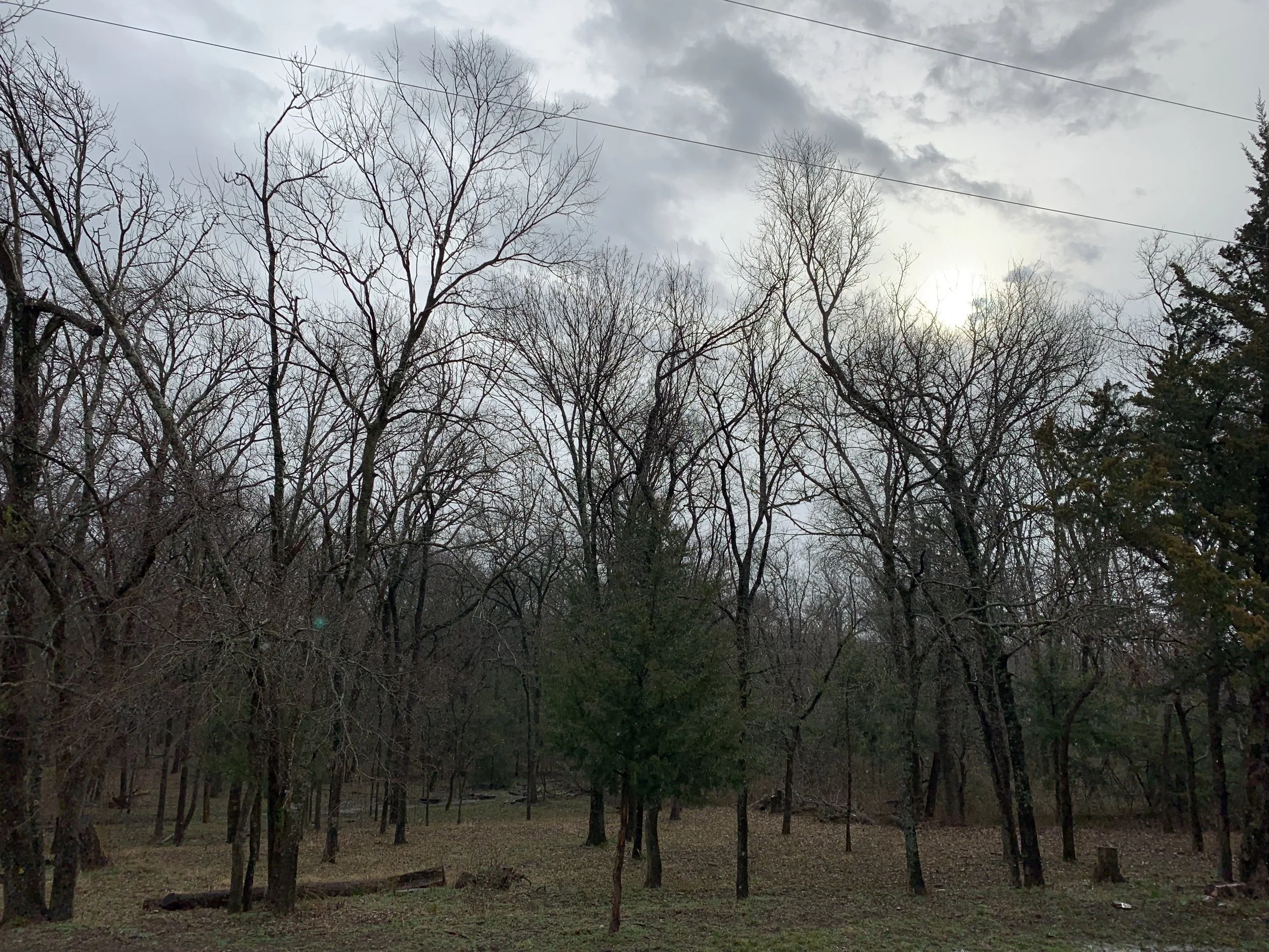 Wooded property near Sherman, TX before land clearing