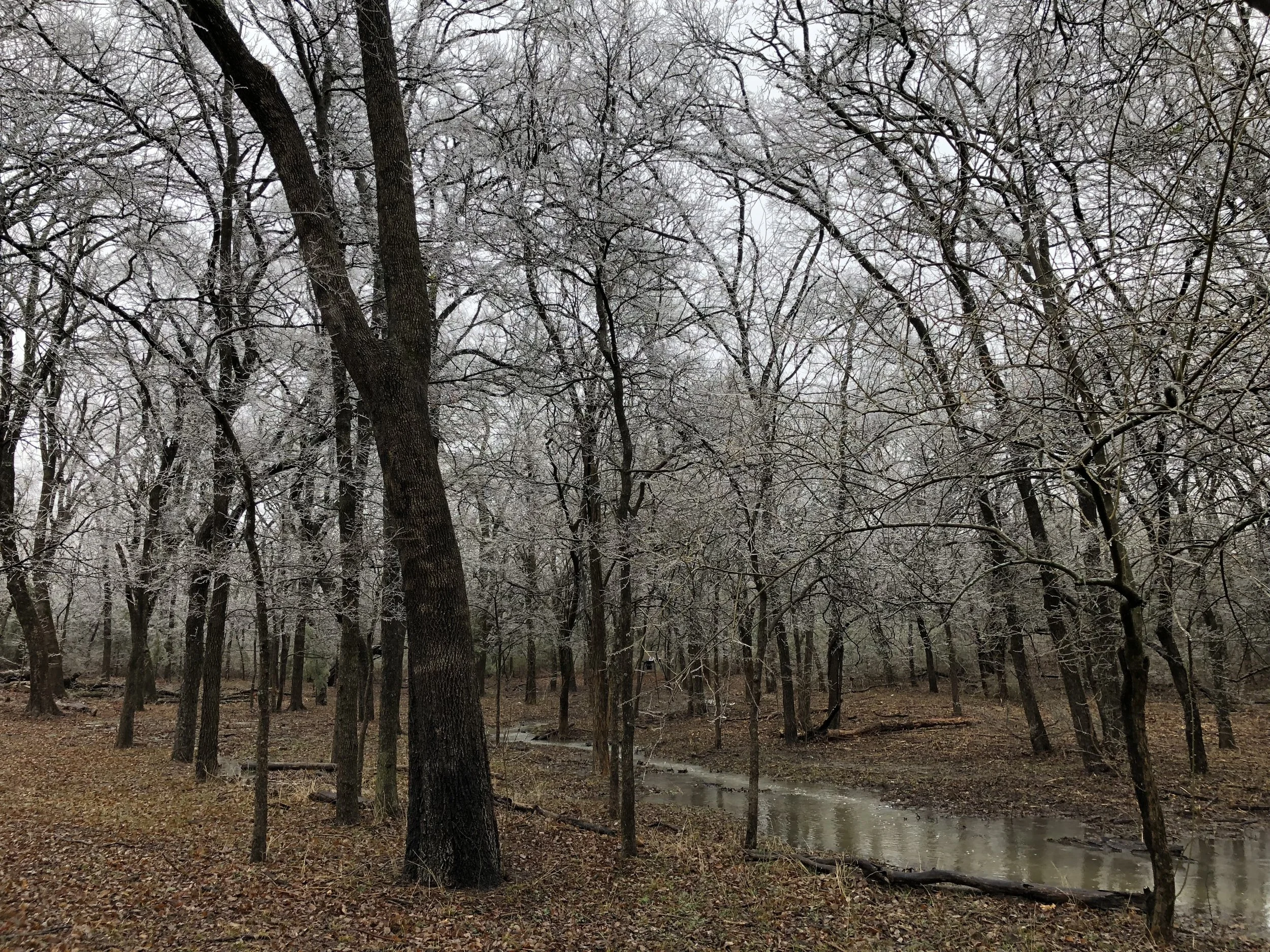 Wooded creek on a Texoma-area property served by Rustin Land Management
