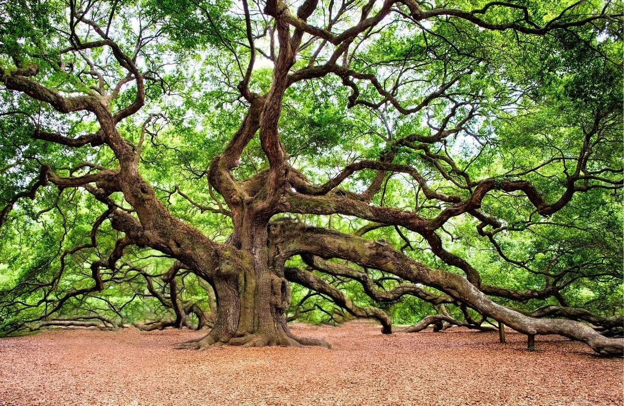 Large, sprawling tree with twisted branches in a natural setting, green leaves, and a dirt ground.