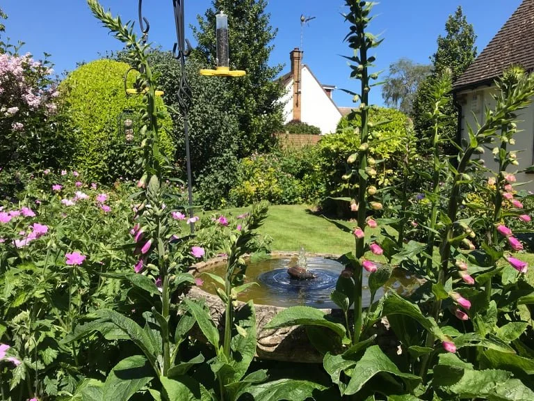 A lush garden with blooming pink and purple flowers, a small pond with a water fountain, green grass, trees, and a house with a sloped roof in the background under a clear blue sky.