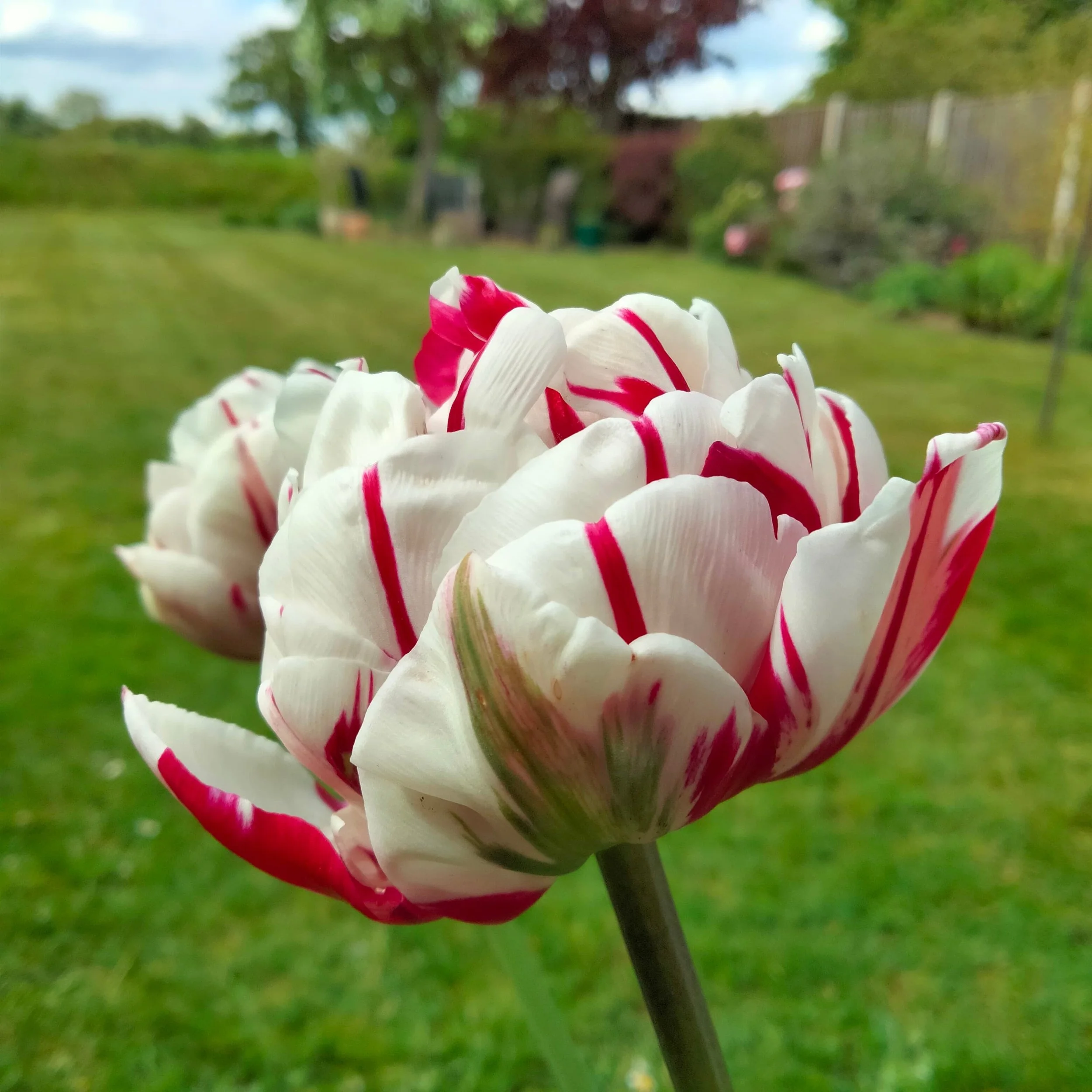 Close-up of a white flower with red stripes on its petals in a garden setting, with a blurred background of trees and grass.