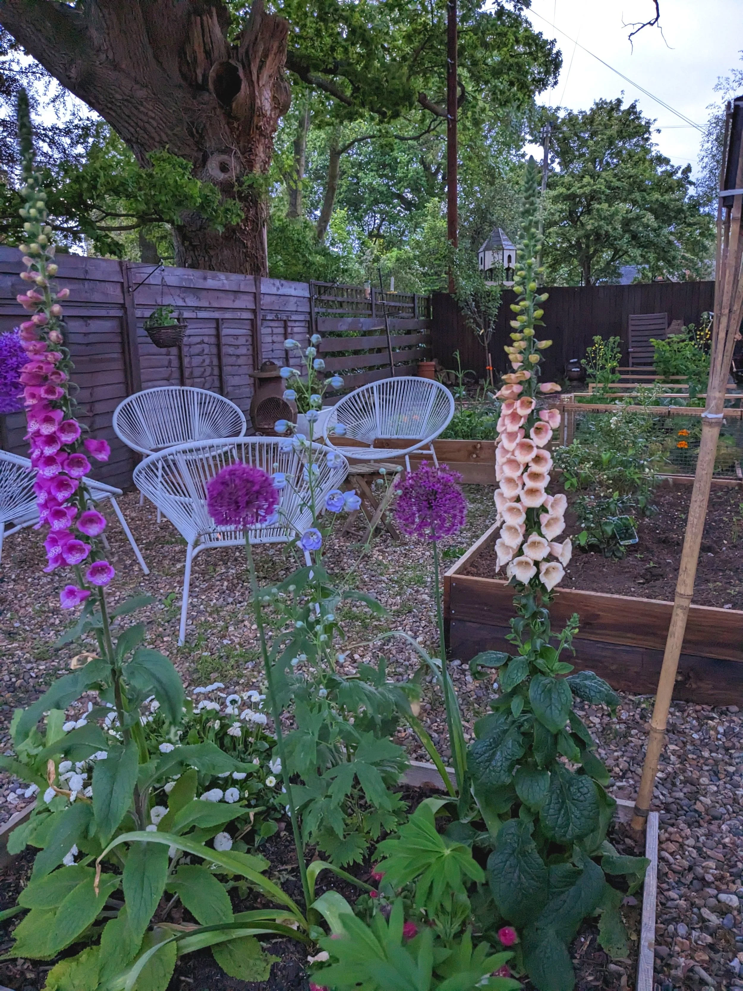 A backyard garden with colorful flowers, a wooden fence, garden chairs, and a large tree.