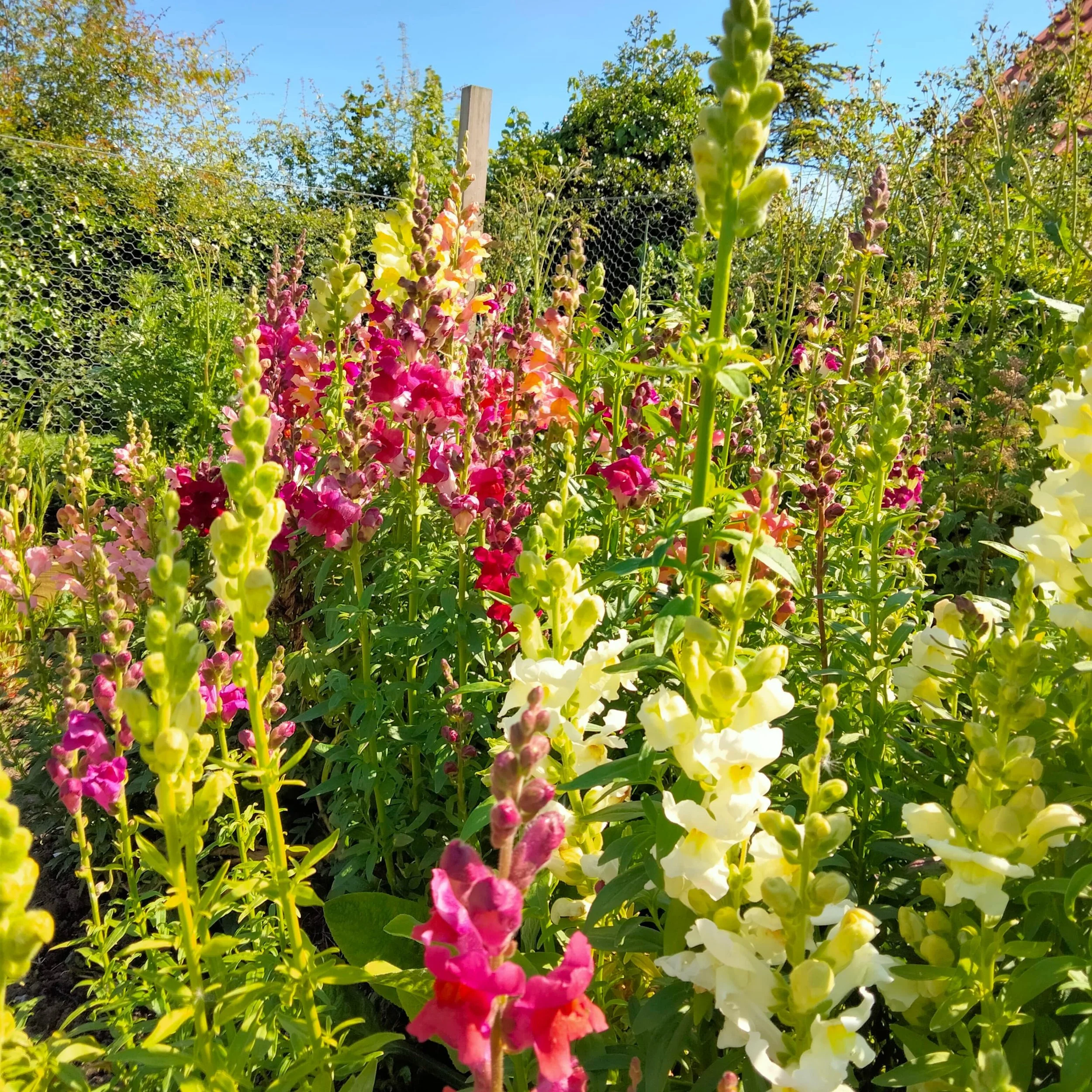 Colorful snapdragons and other flowers in a garden under a clear blue sky.