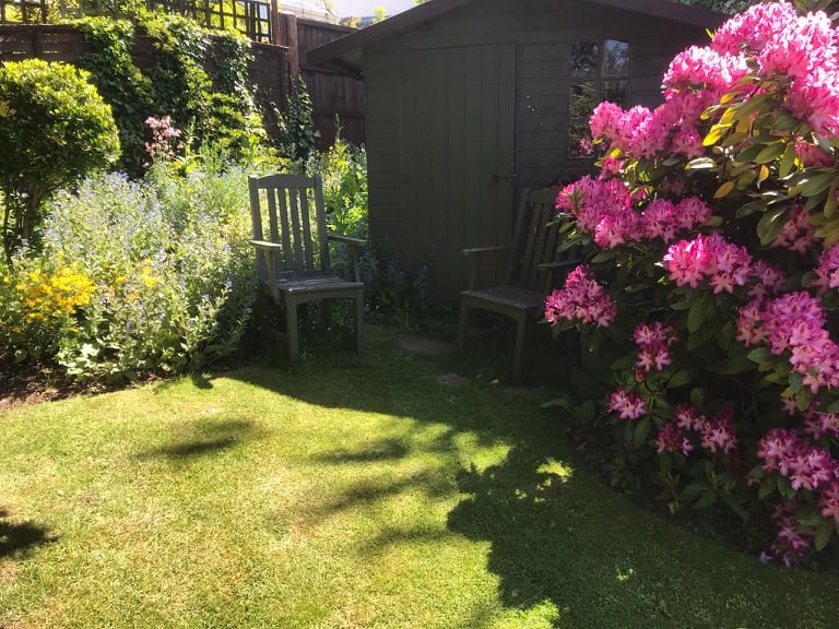 A garden scene with two wooden chairs, a small wooden shed, pink rhododendron flowers, other green plants, and a grassy area.