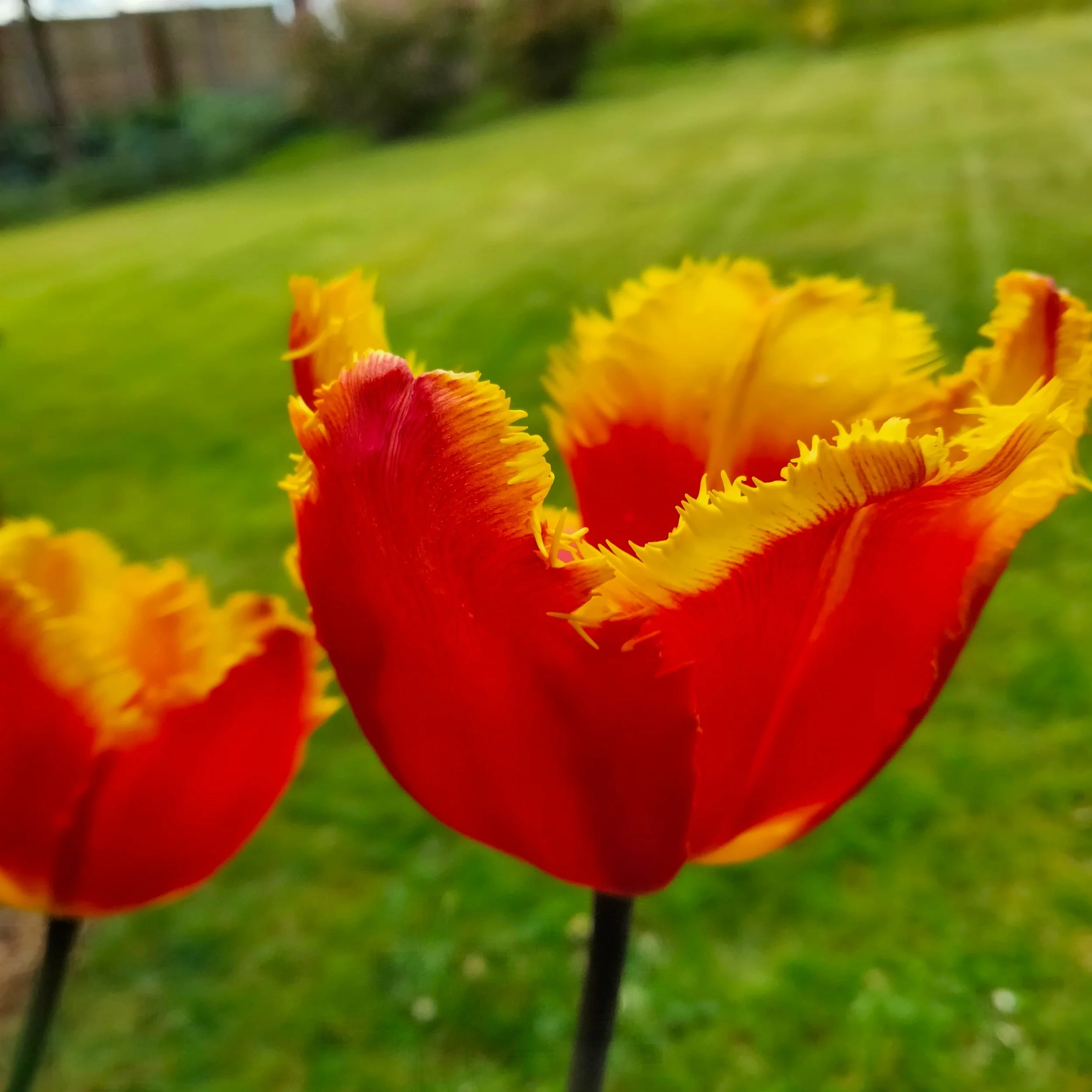 Close-up of a vibrant red and yellow flower with fringed edges, set against a blurred green background.