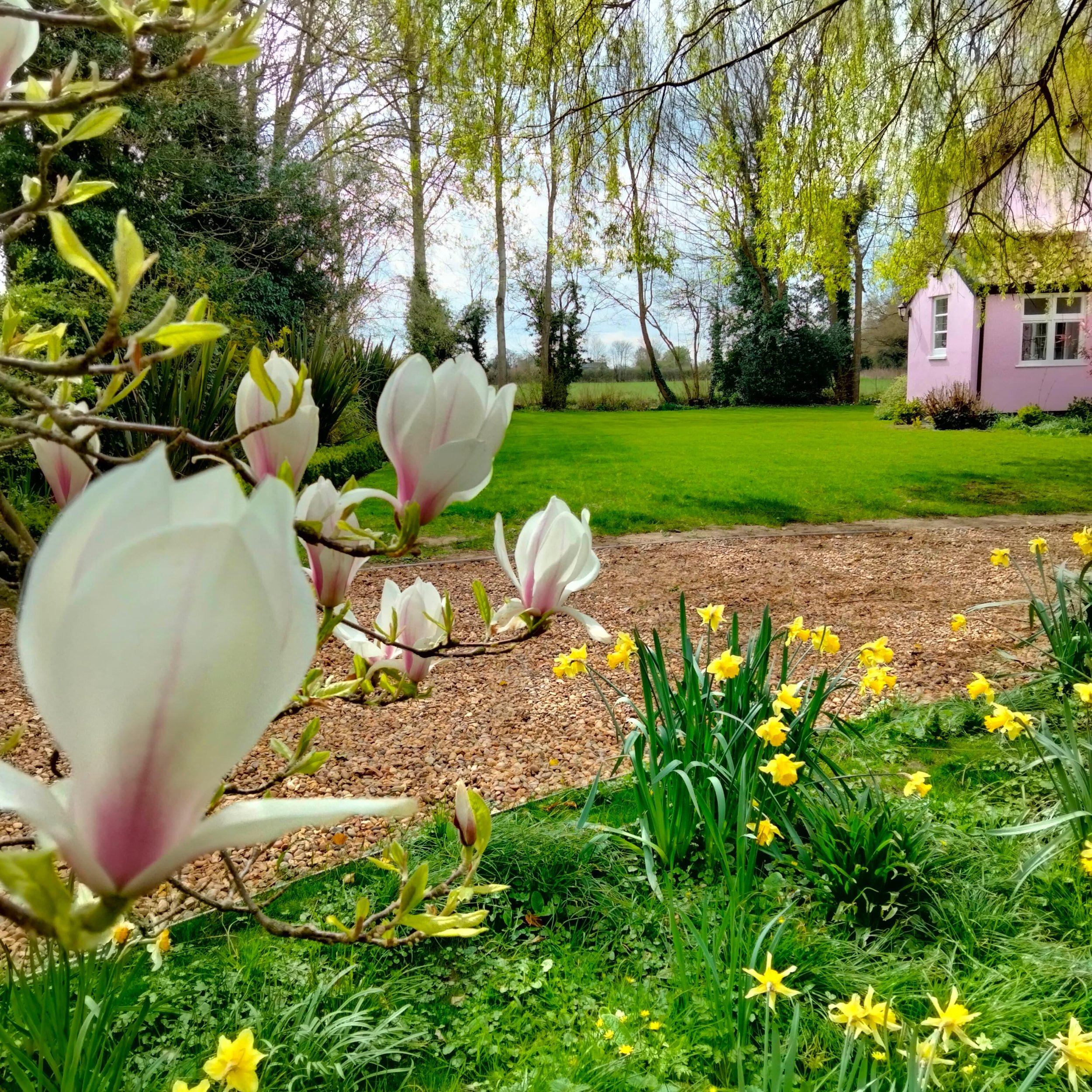 A lush garden with blooming white and yellow flowers, green grass, and trees with fresh green leaves, a pink house with white windows in the background, under a partly cloudy sky.