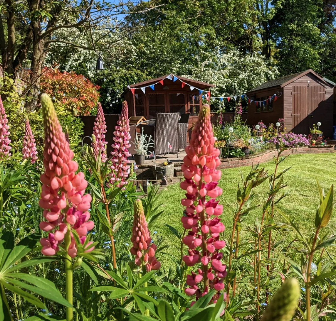 A sunny backyard garden with pink foxglove flowers in the foreground, a green lawn, and two wooden sheds decorated with red, white, and blue bunting in the background. There is outdoor furniture and a variety of blooming flowers surrounding a patio a