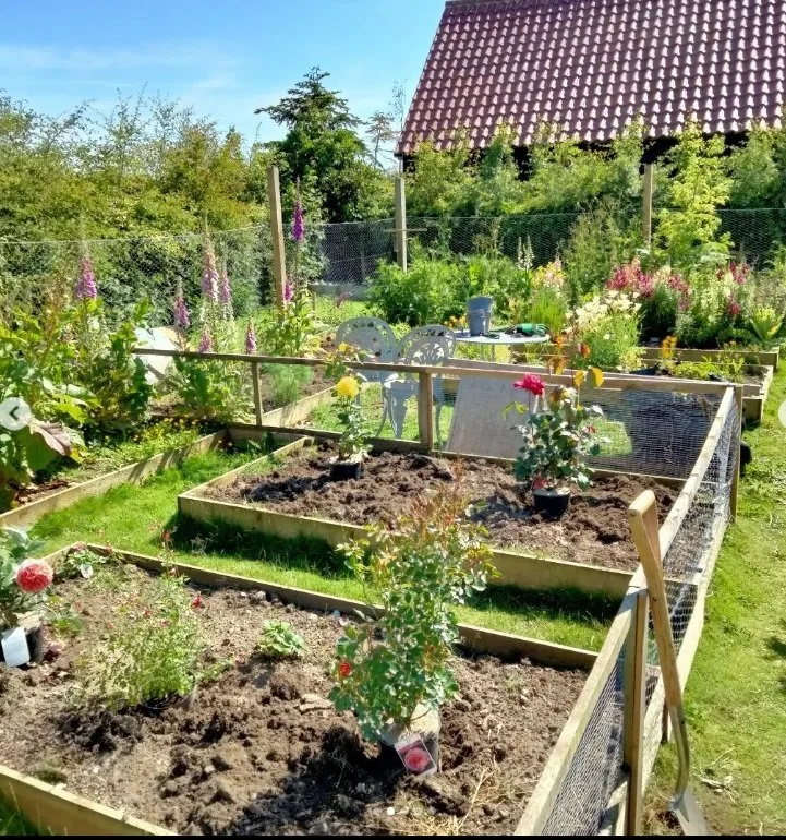 A backyard garden with raised wooden beds filled with soil and plants, surrounded by a wire fence, with garden tools and chairs, a house with a red-tiled roof in the background, and a clear sky overhead.
