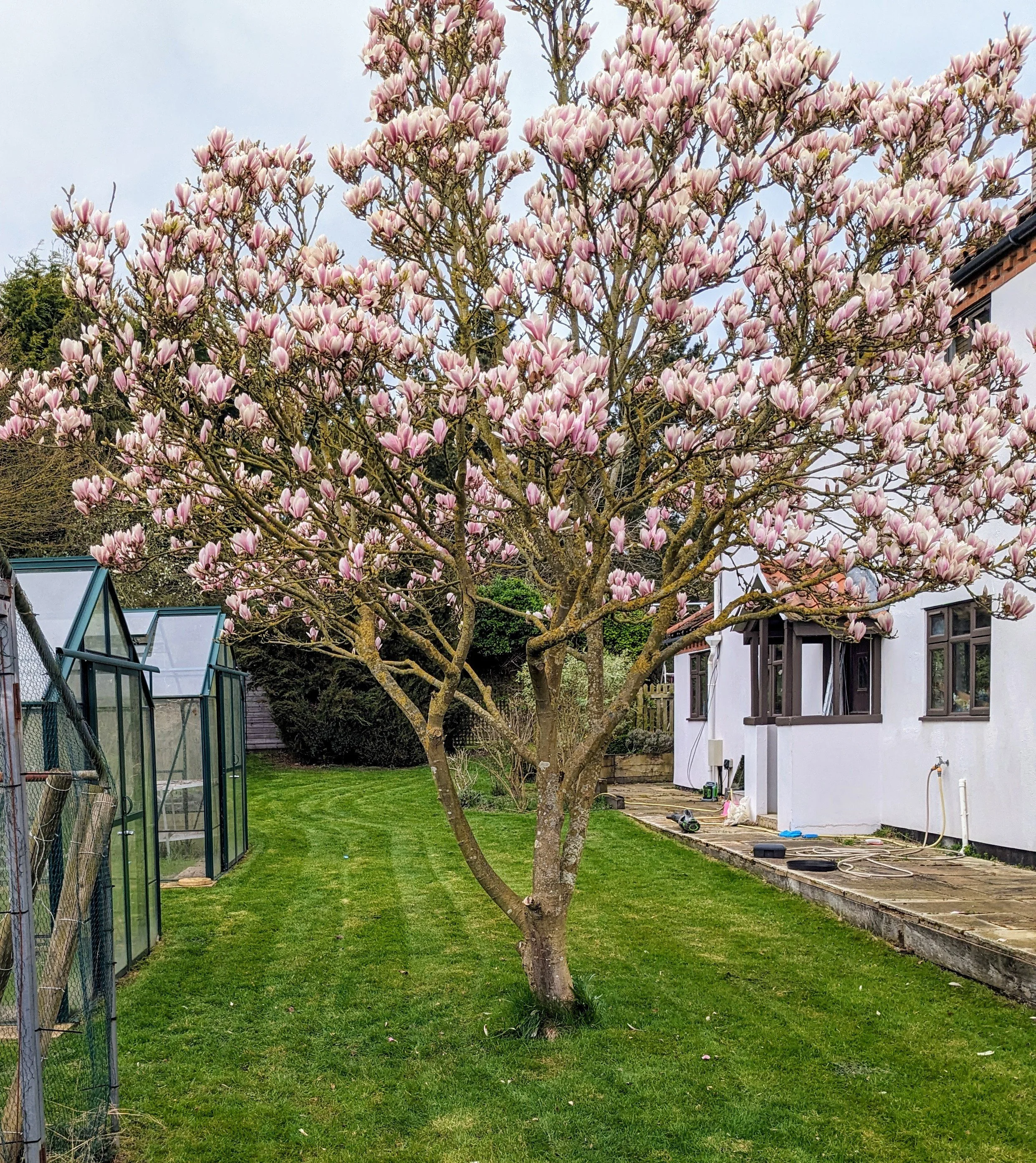 A tall flowering magnolia tree with pink blossoms in a backyard, next to a white house with dark window shutters, green grass, a small greenhouse, and a garden bed under construction.