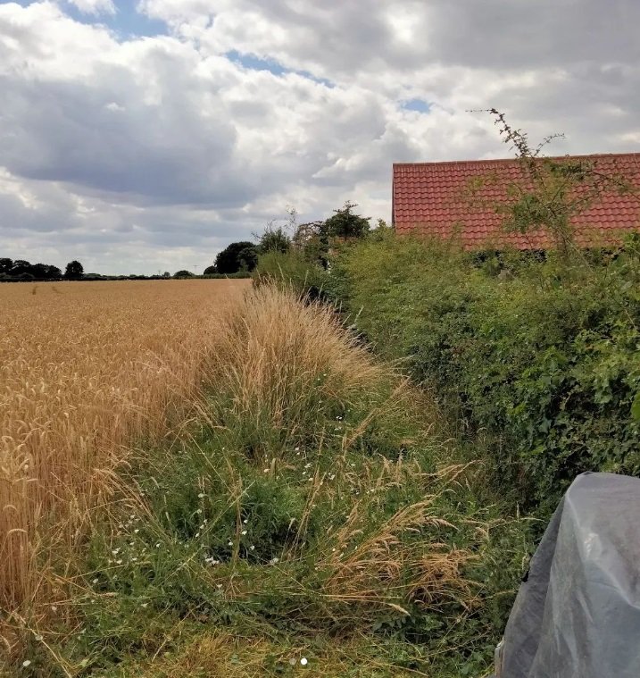 A rural scene with a golden wheat field on the left and overgrown grass and bushes along a narrow dirt path on the right. There is a building with a red-tiled roof in the background, under a partly cloudy sky.