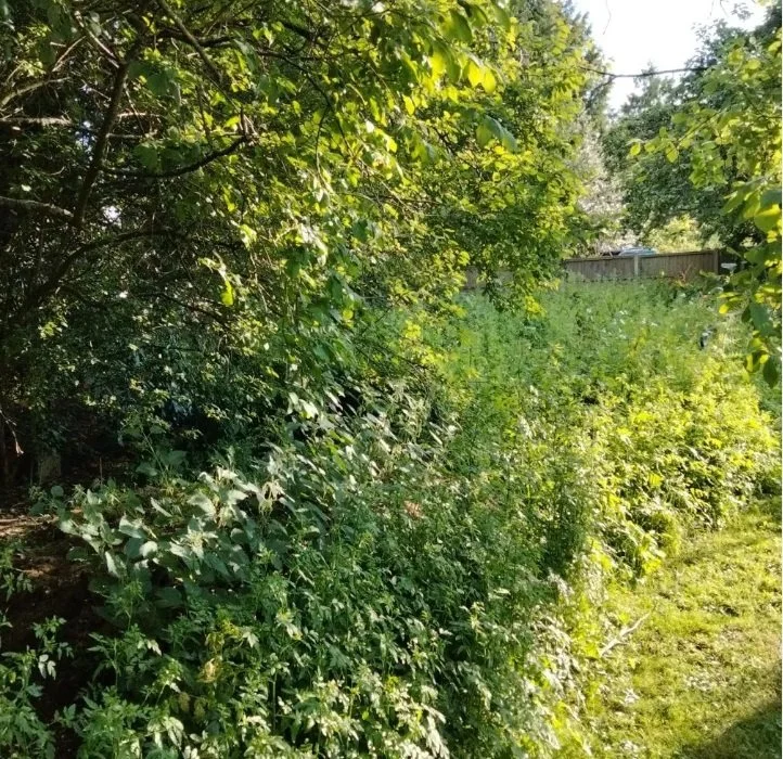 A dense green hedge with trees and grass in the background, lit by sunlight.