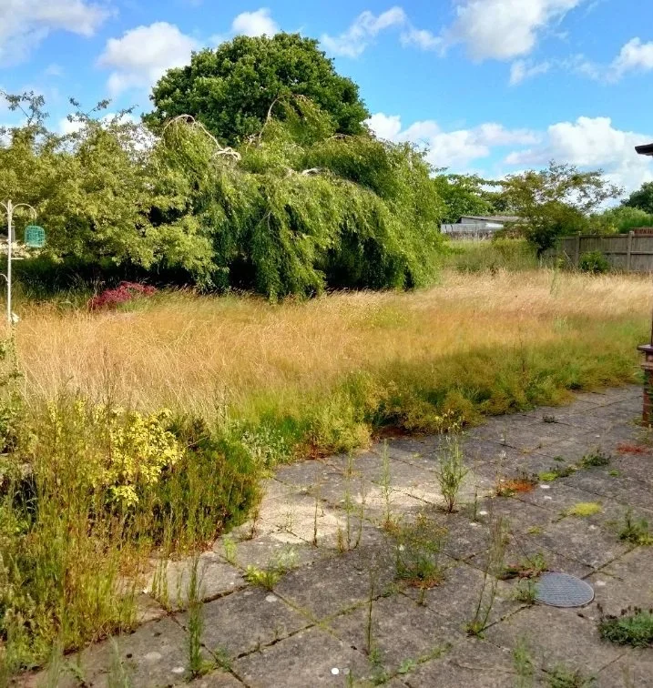A backyard with overgrown grass and weeds, a paved patio area with plants growing between the stones, a large leafy tree, a few smaller trees, and a clear blue sky with some clouds.