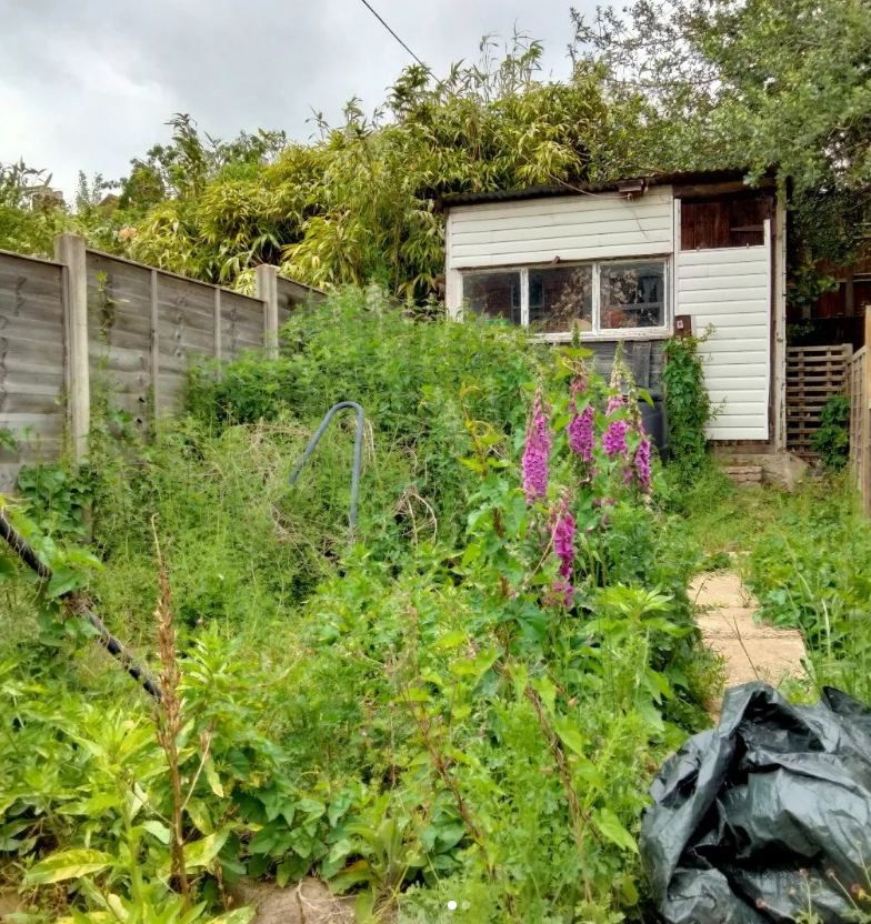 Overgrown backyard with wild plants, purple flowers, and a small wooden shed with a window, surrounded by a fence and trees.