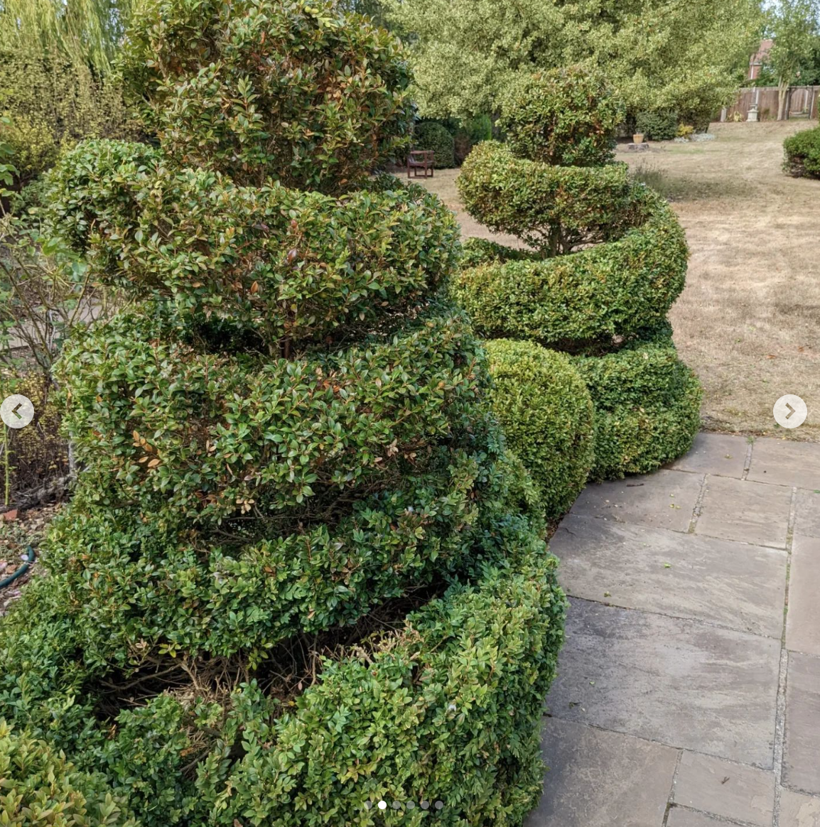 Trimmed green bushes arranged in a spiral pattern along a pathway in a garden with trees and a bench in the background.