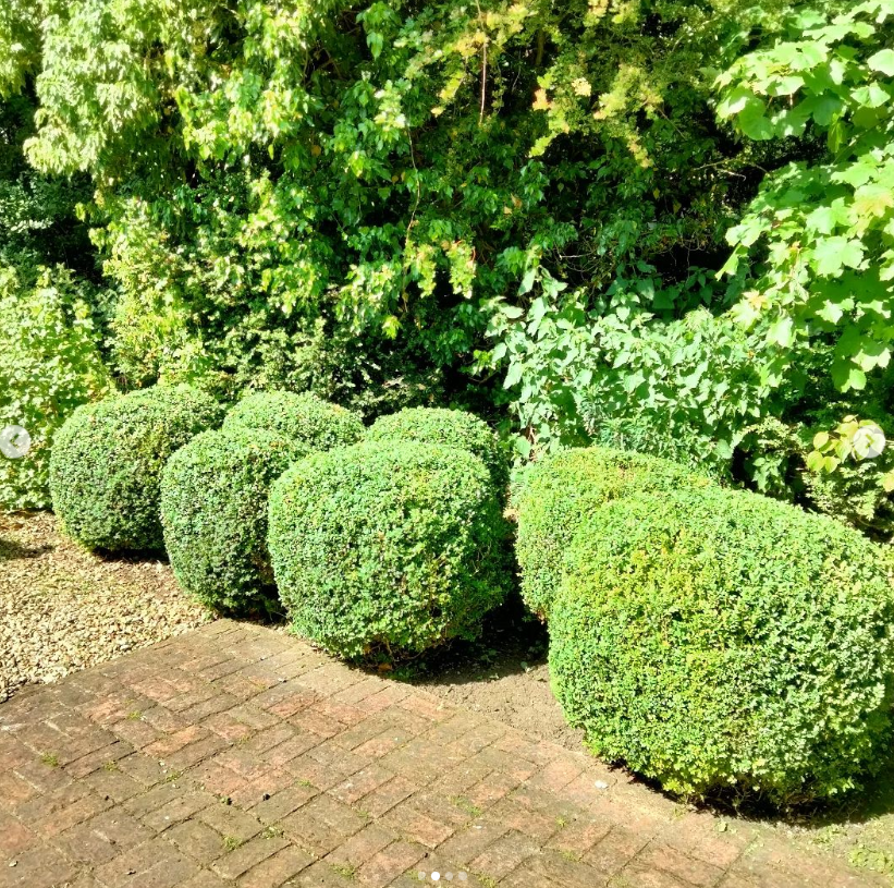 Six neatly trimmed spherical evergreen bushes lined up along a brick path, with dense green foliage in the background.