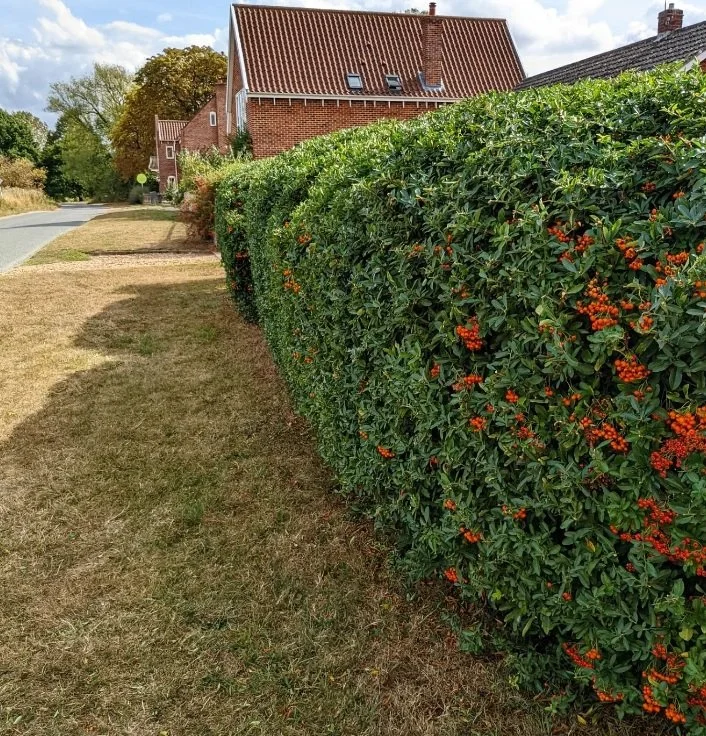 A neatly trimmed hedge with small orange berries along a sidewalk and a street, with brick houses and trees in the background.
