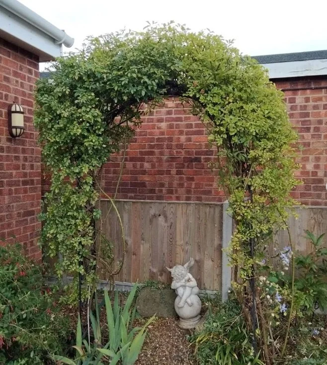 A garden arch made of green leafy plants over a dirt path, with a stone cherub statue at the back, set against a brick and wooden fence.