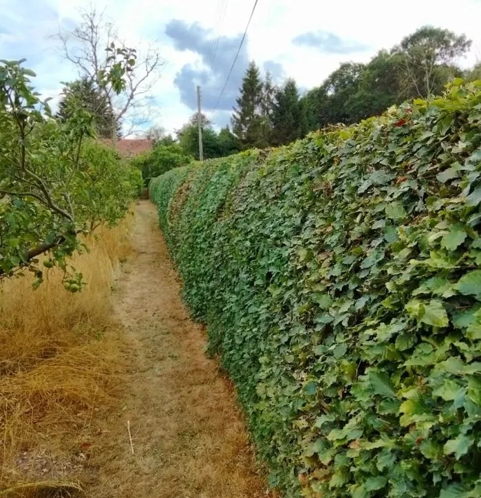 A narrow dirt pathway beside a tall, dense green hedge, with trees and power lines in the background.