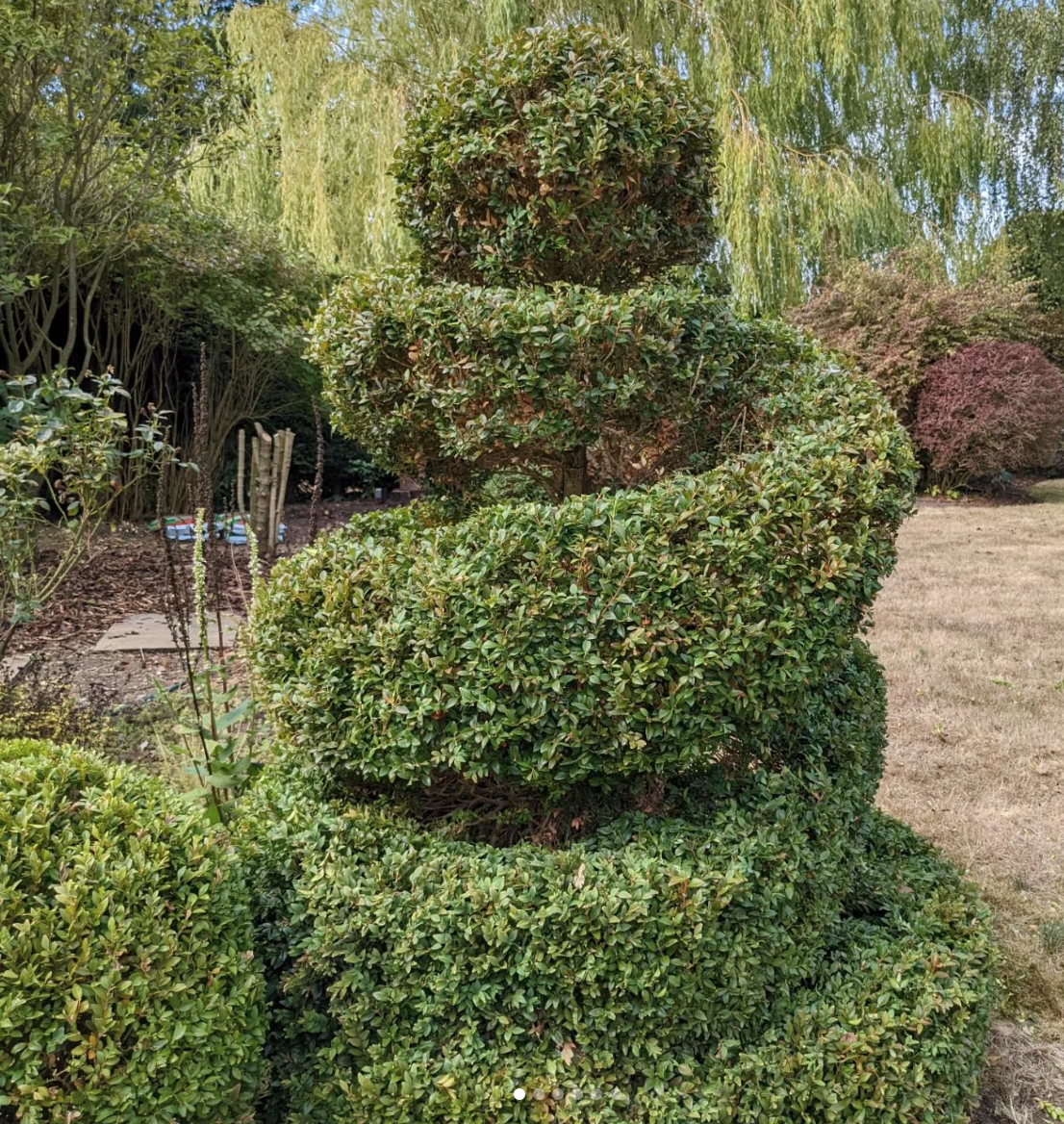 Topiary pruned & shaped