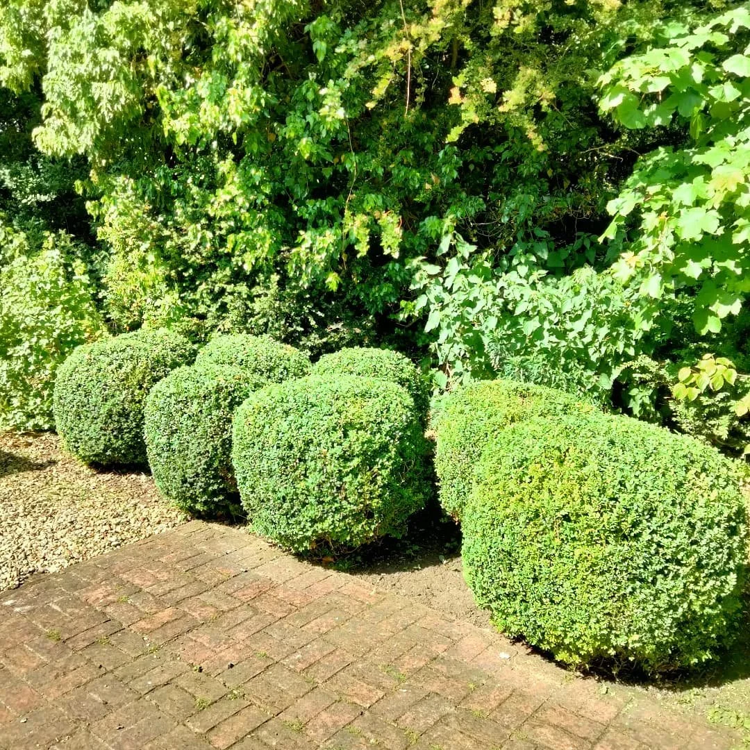 Box balls trimmed to shape