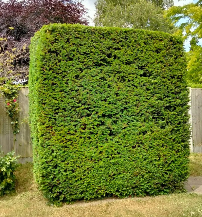 Hedging shaped to size