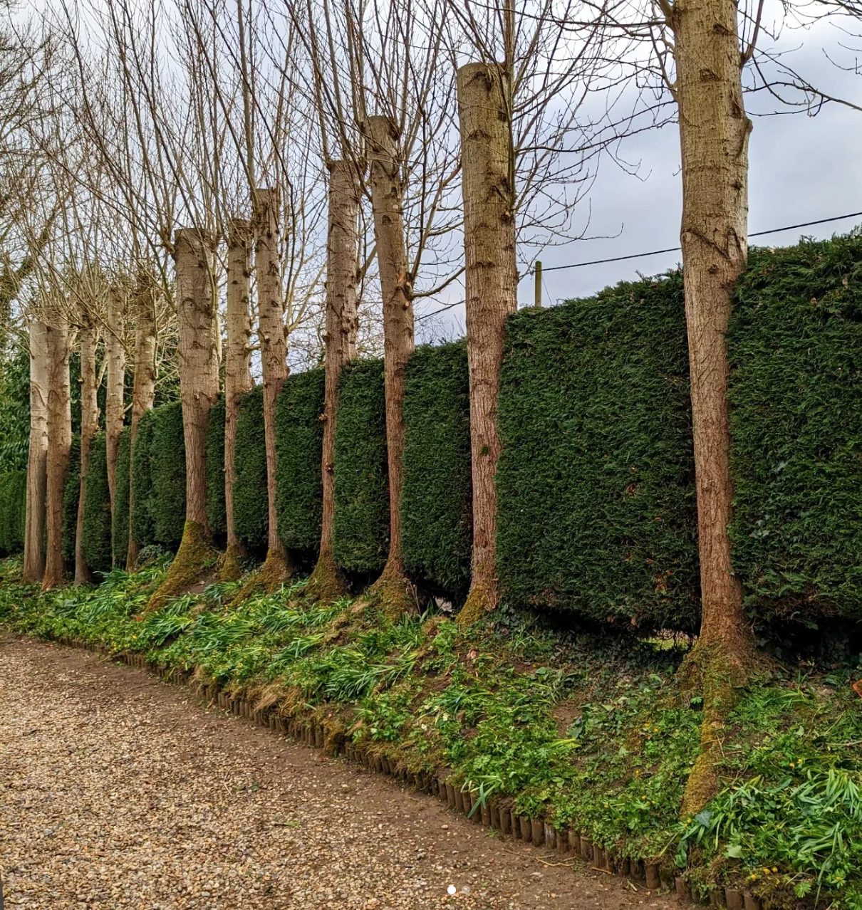 Hedgerow trimmed to size