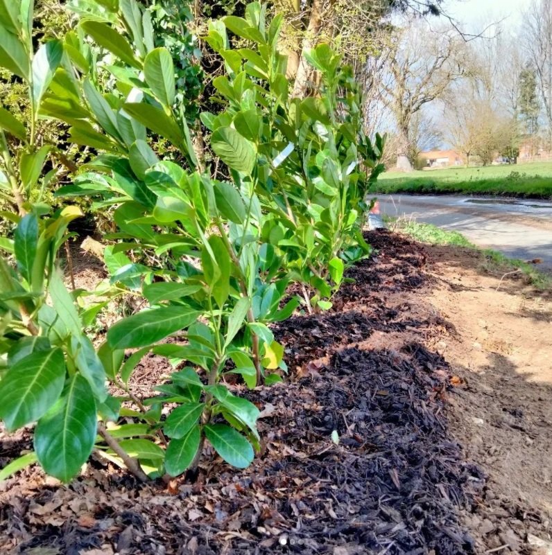 Laurel hedging planted and mulched, removing existing fallen tree and bracken 