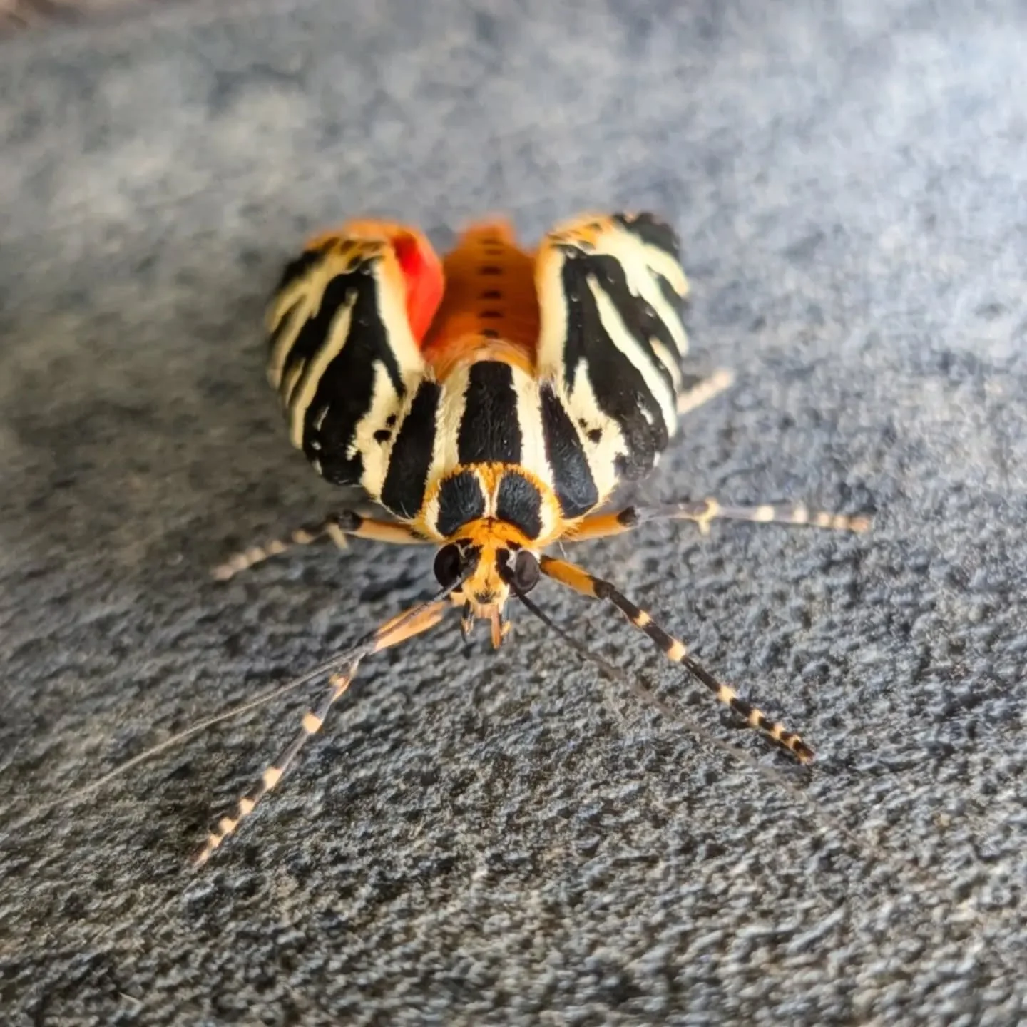 Always surprising what pops up in clients gardens!

Tiger Moths are amazing pollinators! If you see them in your garden is a good biodiversity indicator &amp; that you are creating healthy habitats!

#gardening #tigermoth #oakwrightsgardening #leigho