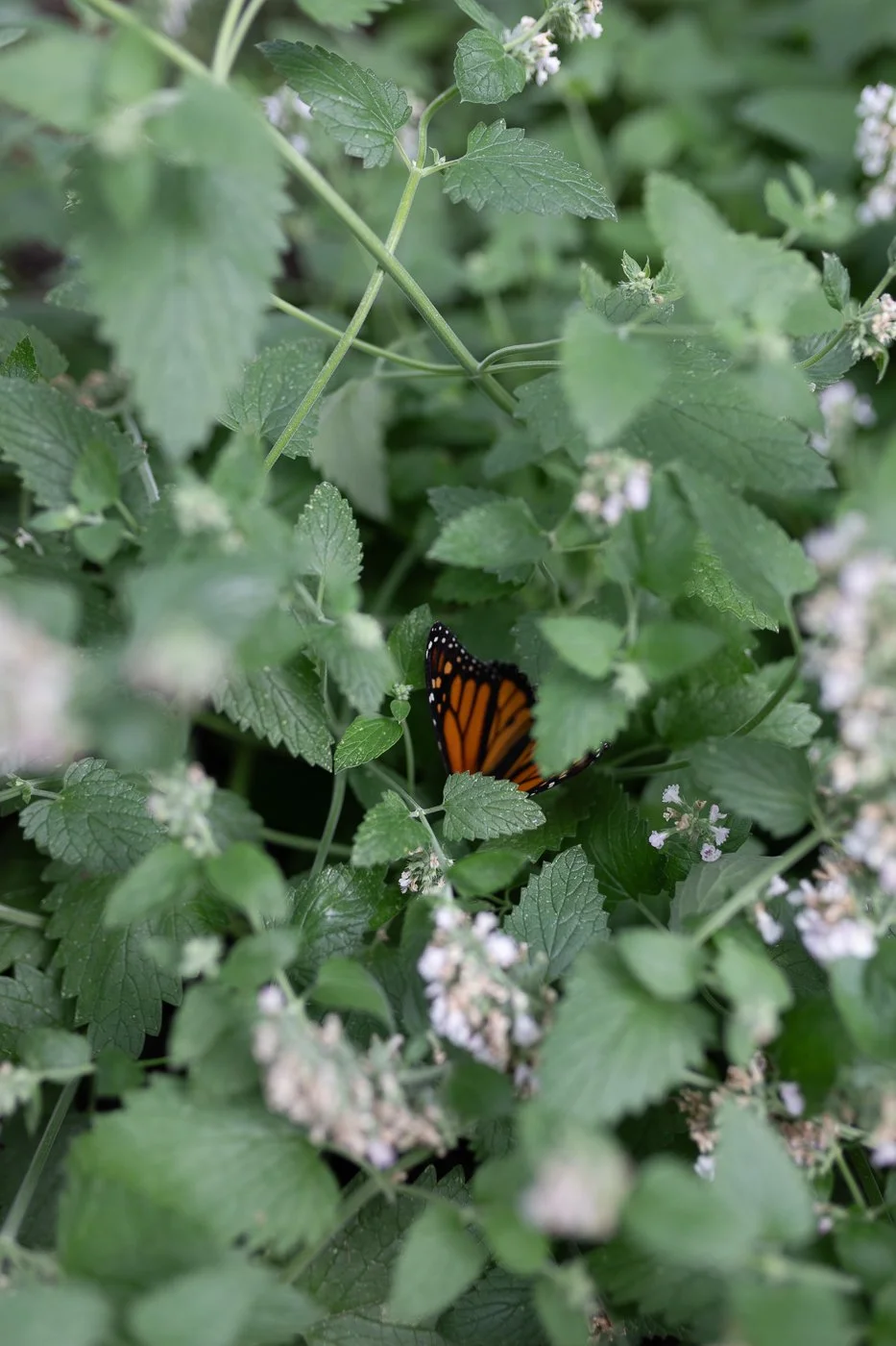 BuffaloBotanicalButterflyExperience-10.jpg