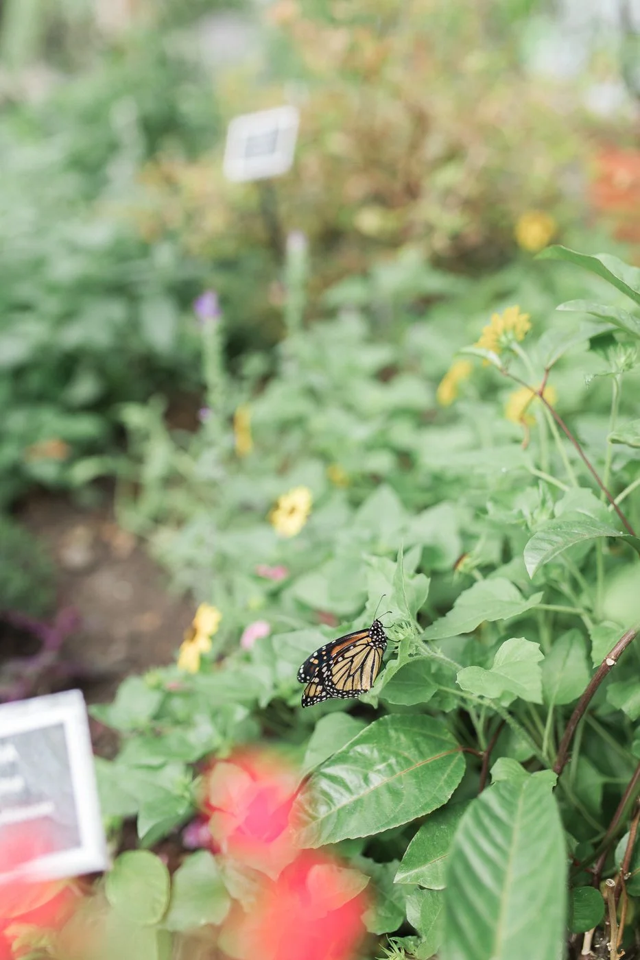 BuffaloBotanicalButterflyExperience-22.jpg