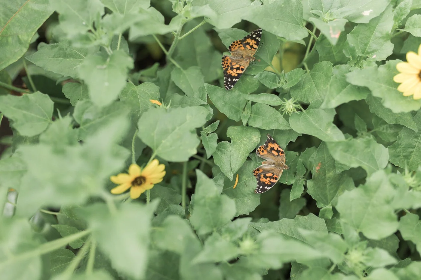 BuffaloBotanicalButterflyExperience-25.jpg