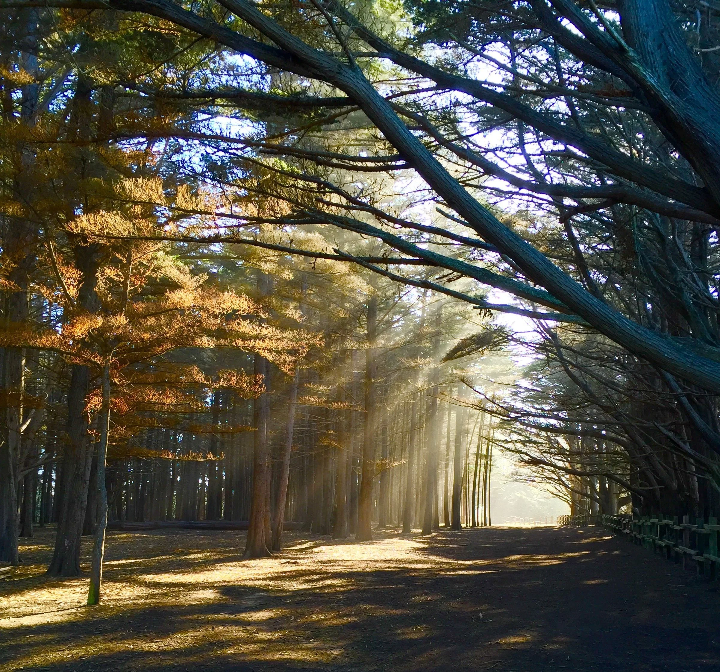 Sunlight streaming through trees over a quiet country road.