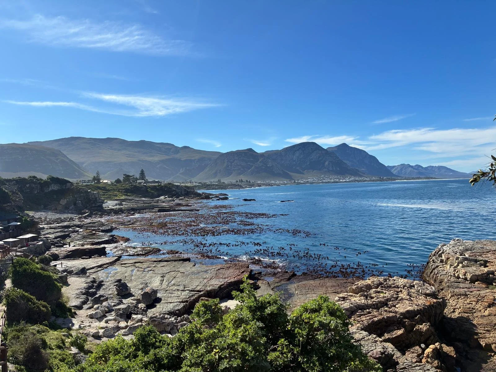 Whale Watching in Hermanus