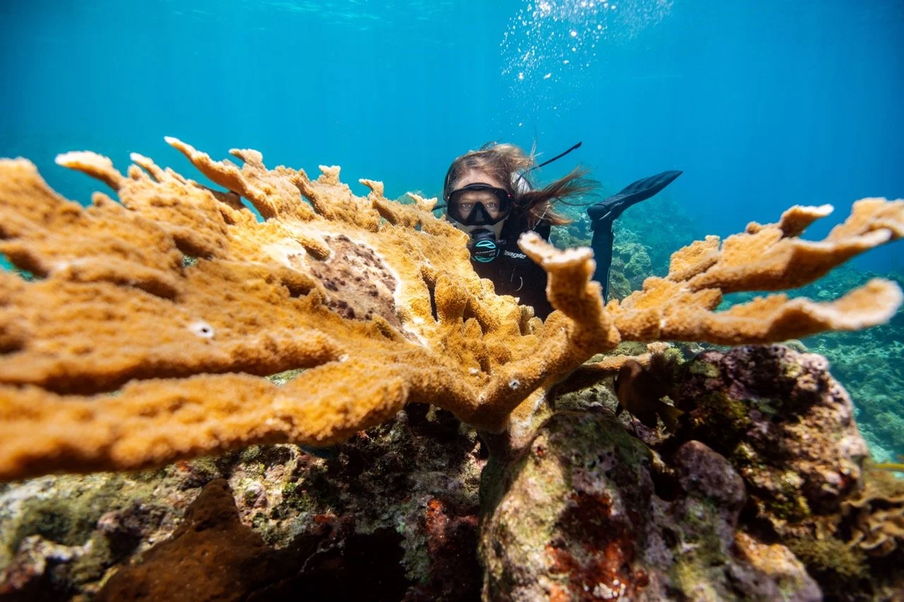 female scuba diver looking at camera over coral