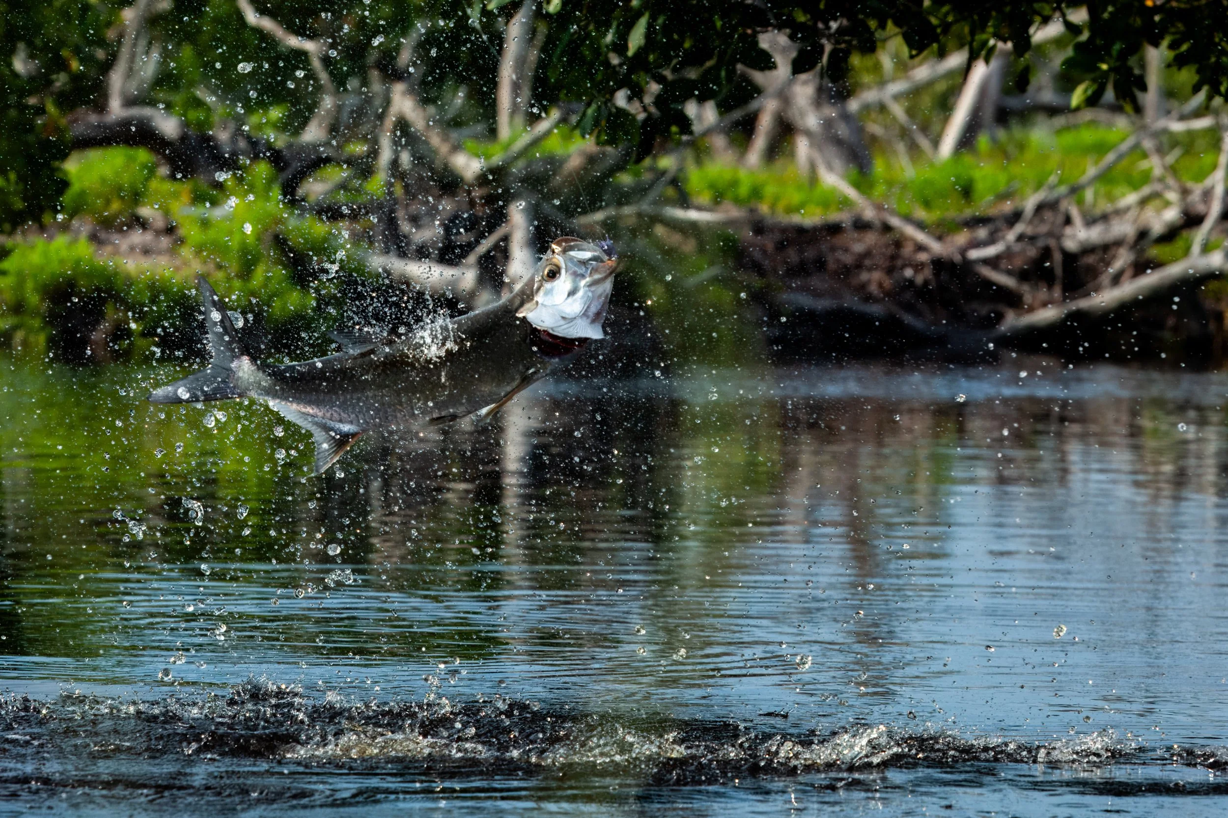 A tarpon leaping out of water with water droplets around it, near a shoreline with dense green vegetation.