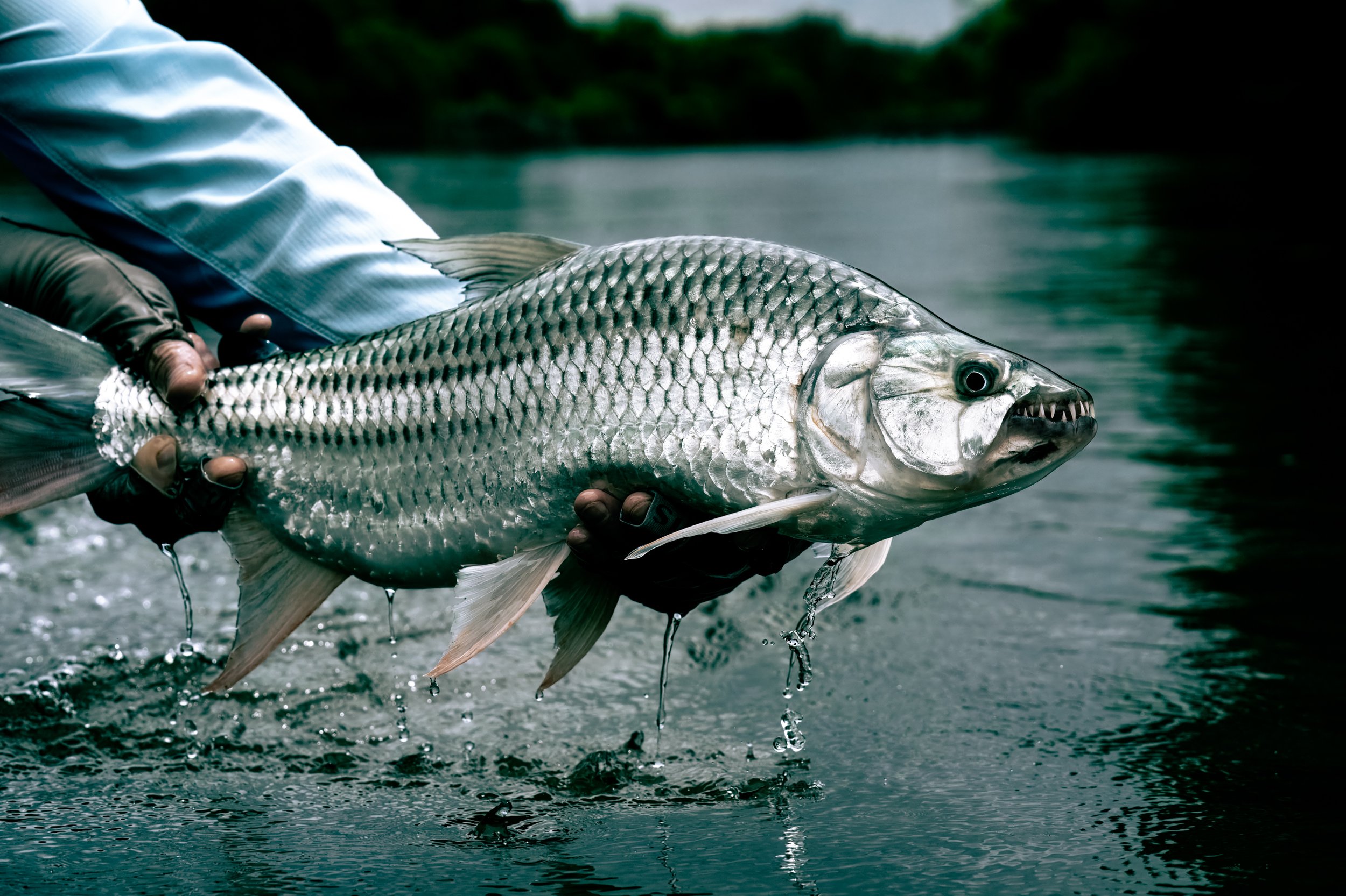 A person holding a tiger fish just pulled out of the water near a shoreline with water splashing in Tanzania.