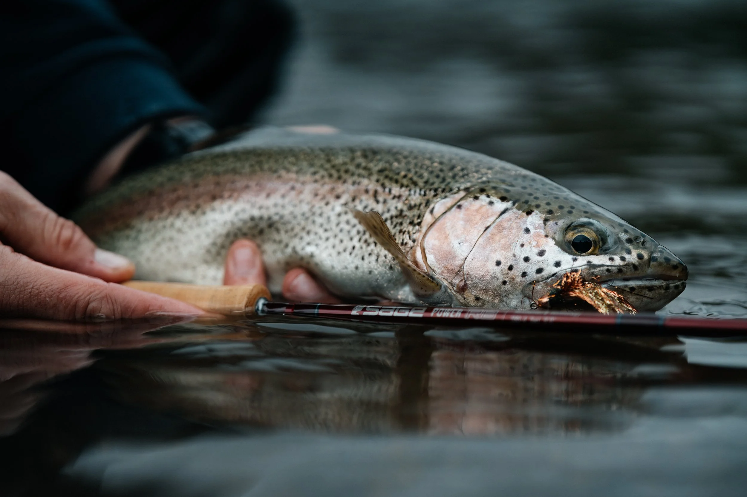 Close-up of a rainbow trout fish being held by a person's hand in Chile, with a Sage fly fishing rod visible in the foreground.