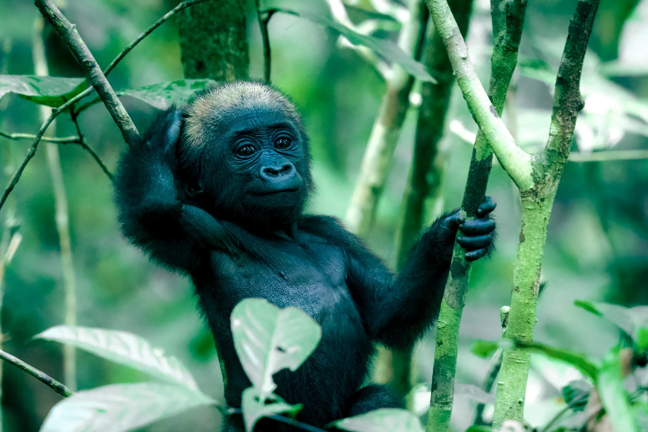 Young western lowland gorilla in a green jungle environment, holding onto a tree branch in Gabon.