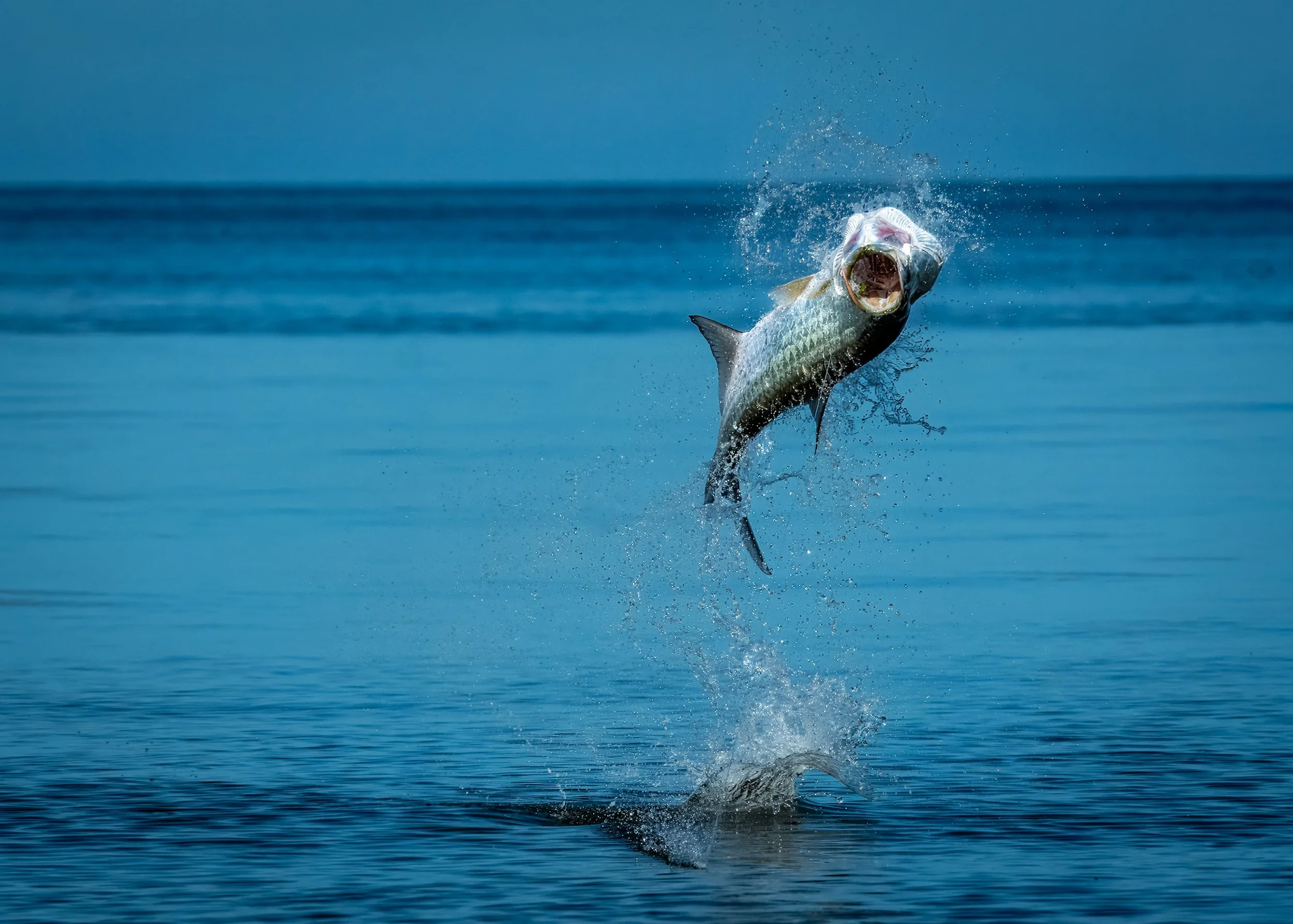 A tarpon jumping out of the water with splash and ripples visible, against a blue ocean and sky background.