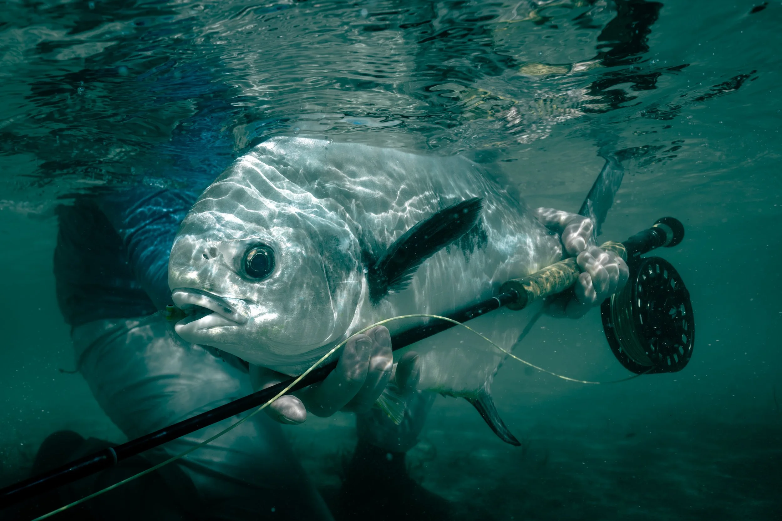 A large fish underwater holding a fishing rod in its mouth.
