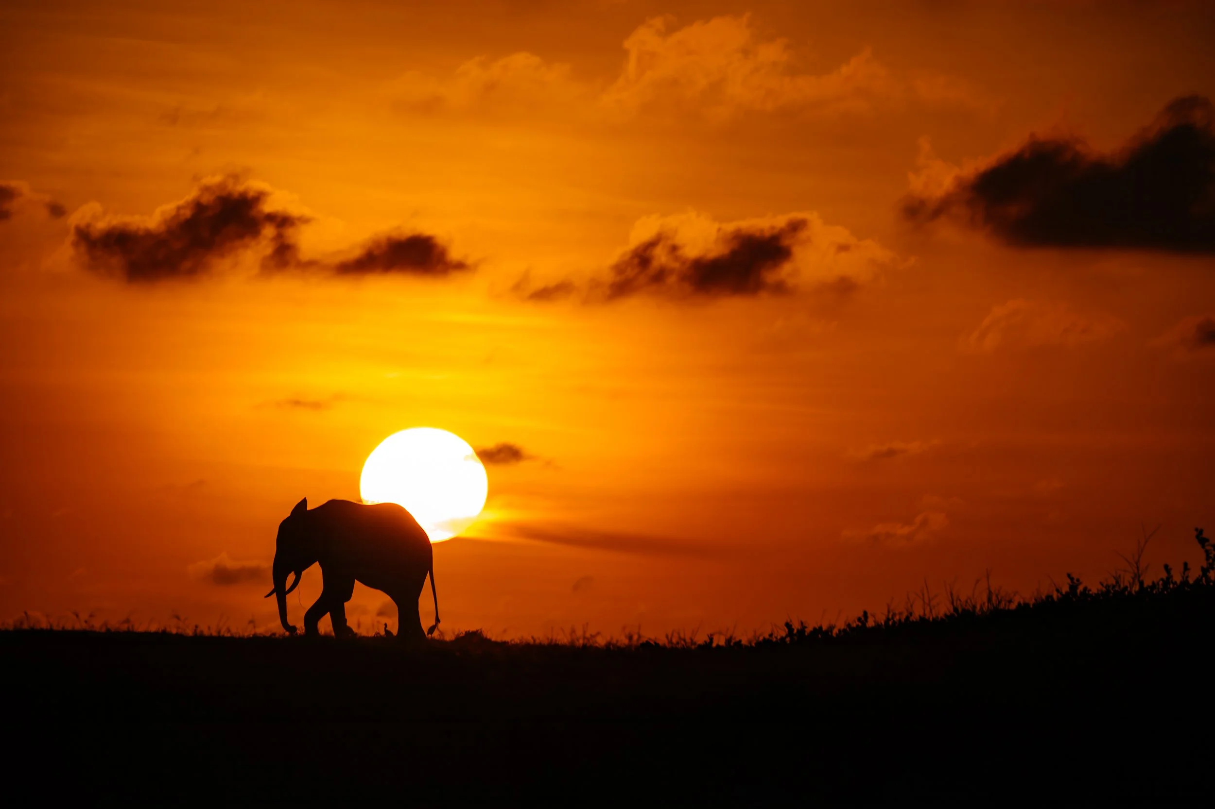 Silhouette of an elephant walking across the landscape during a sunset with a large orange sun and clouds in the sky in Gabon.