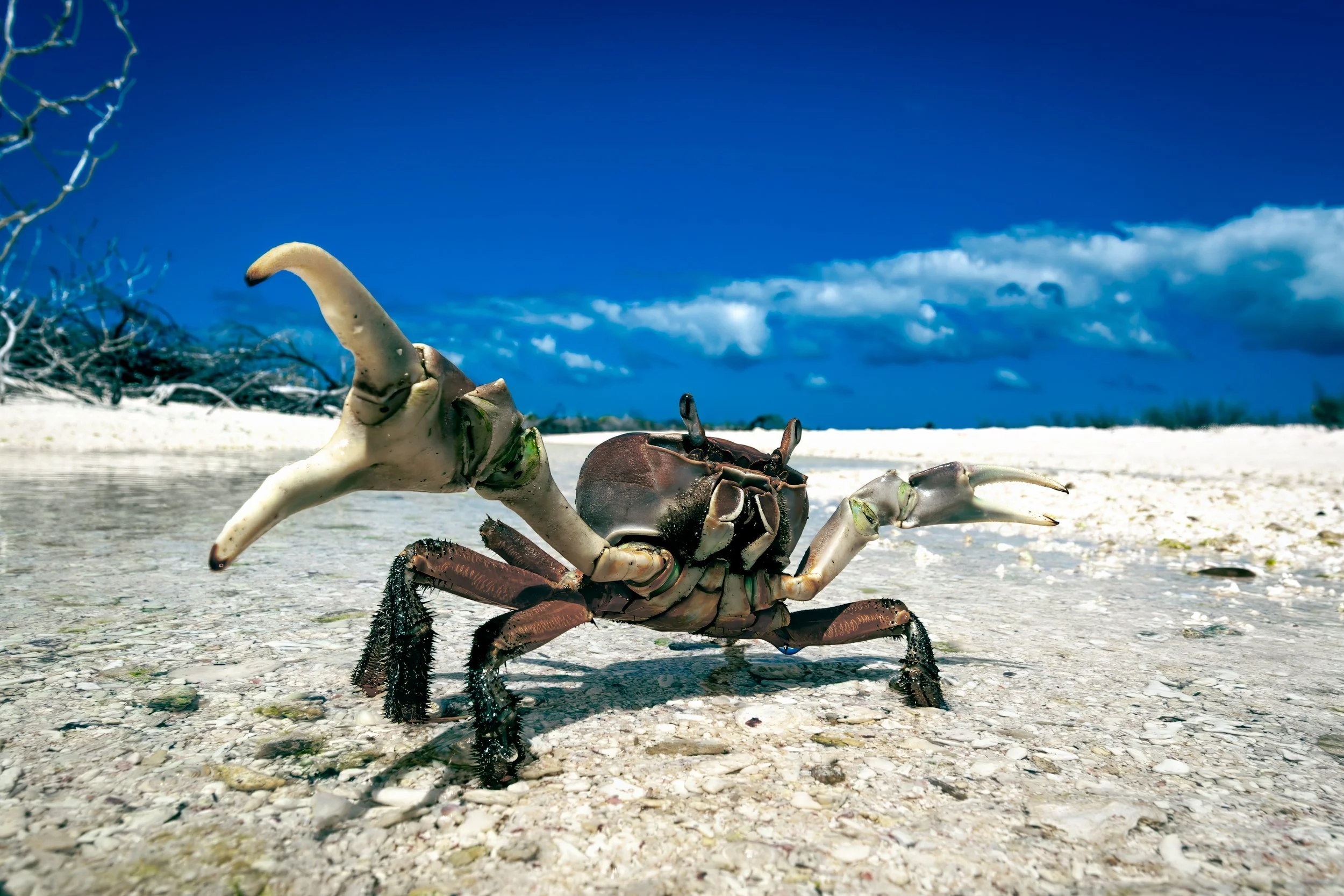 A crab on a sandy beach in Christmas Island with a clear blue sky and some clouds in the background.
